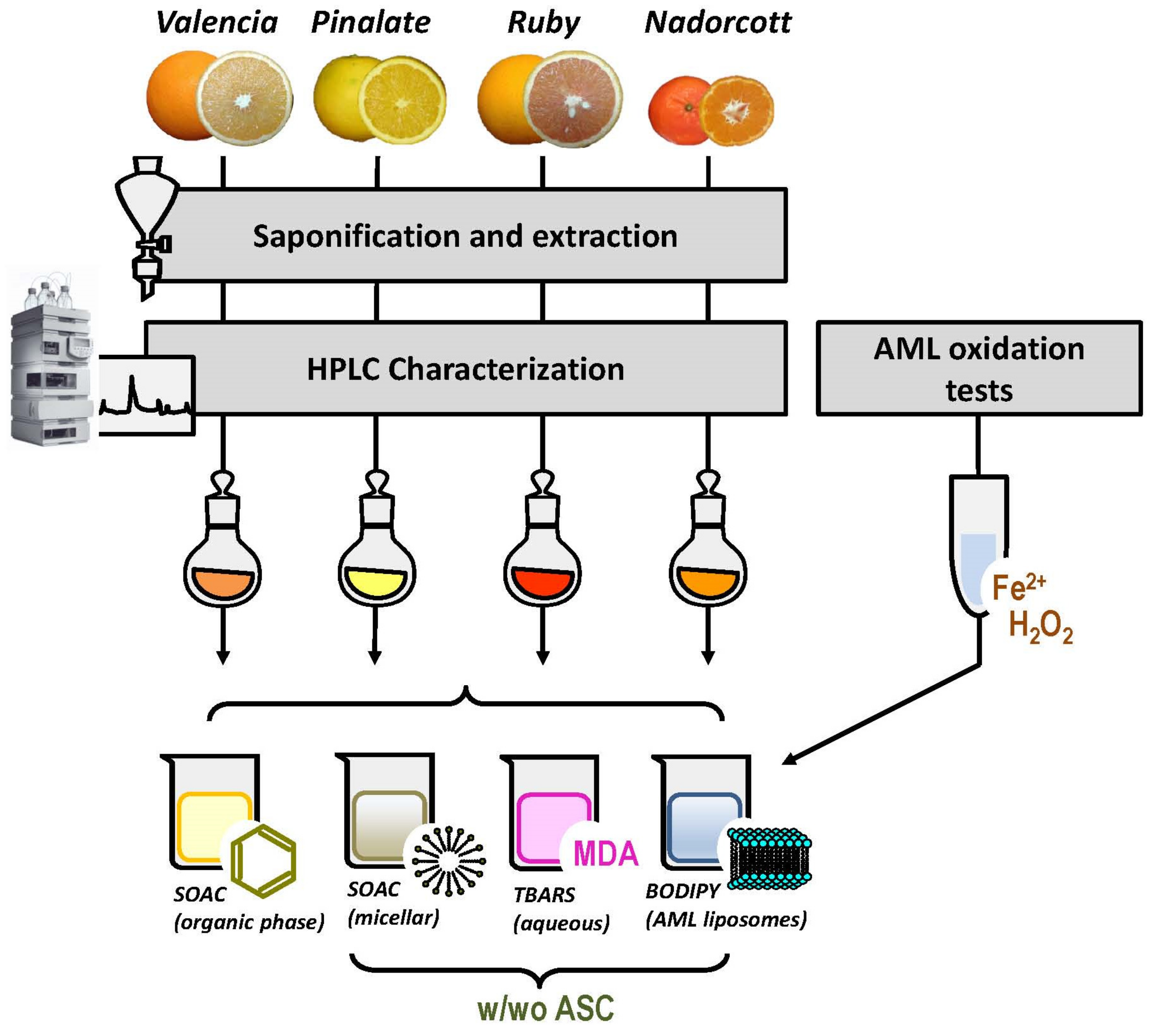 Antioxidants 12 01733 g001