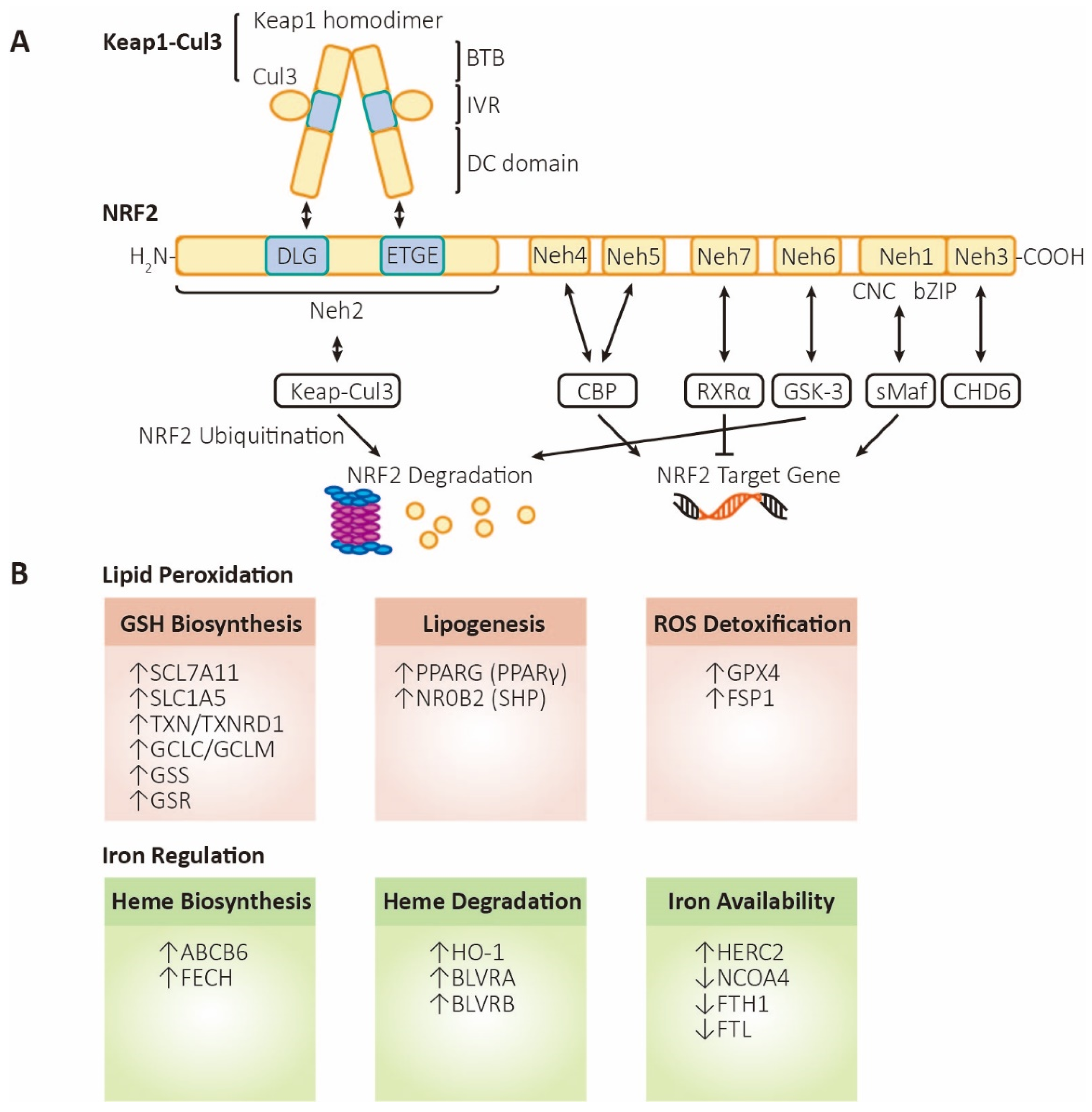 Protective Role of Nrf2 in Renal Disease