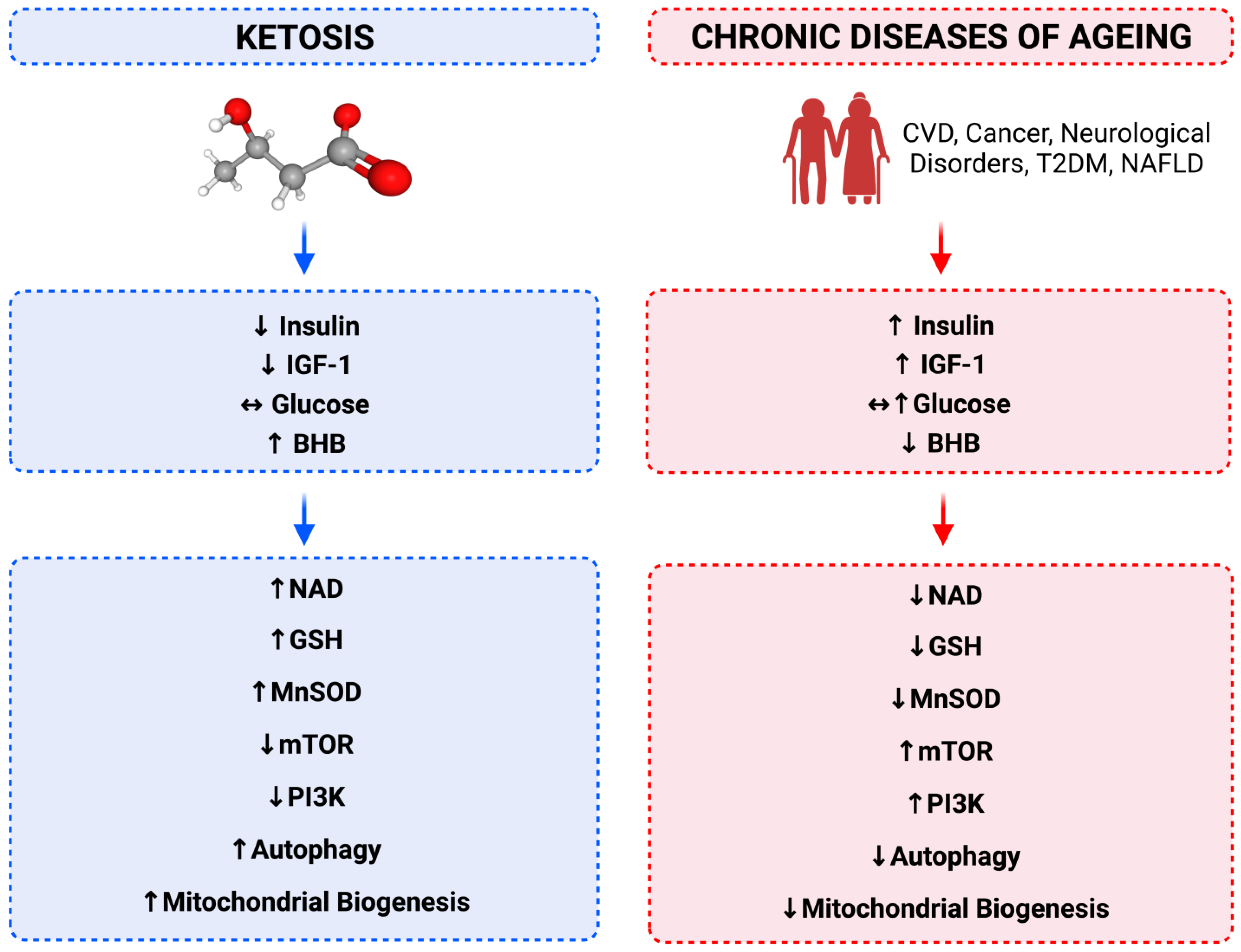 Antioxidants 12 01749 g001