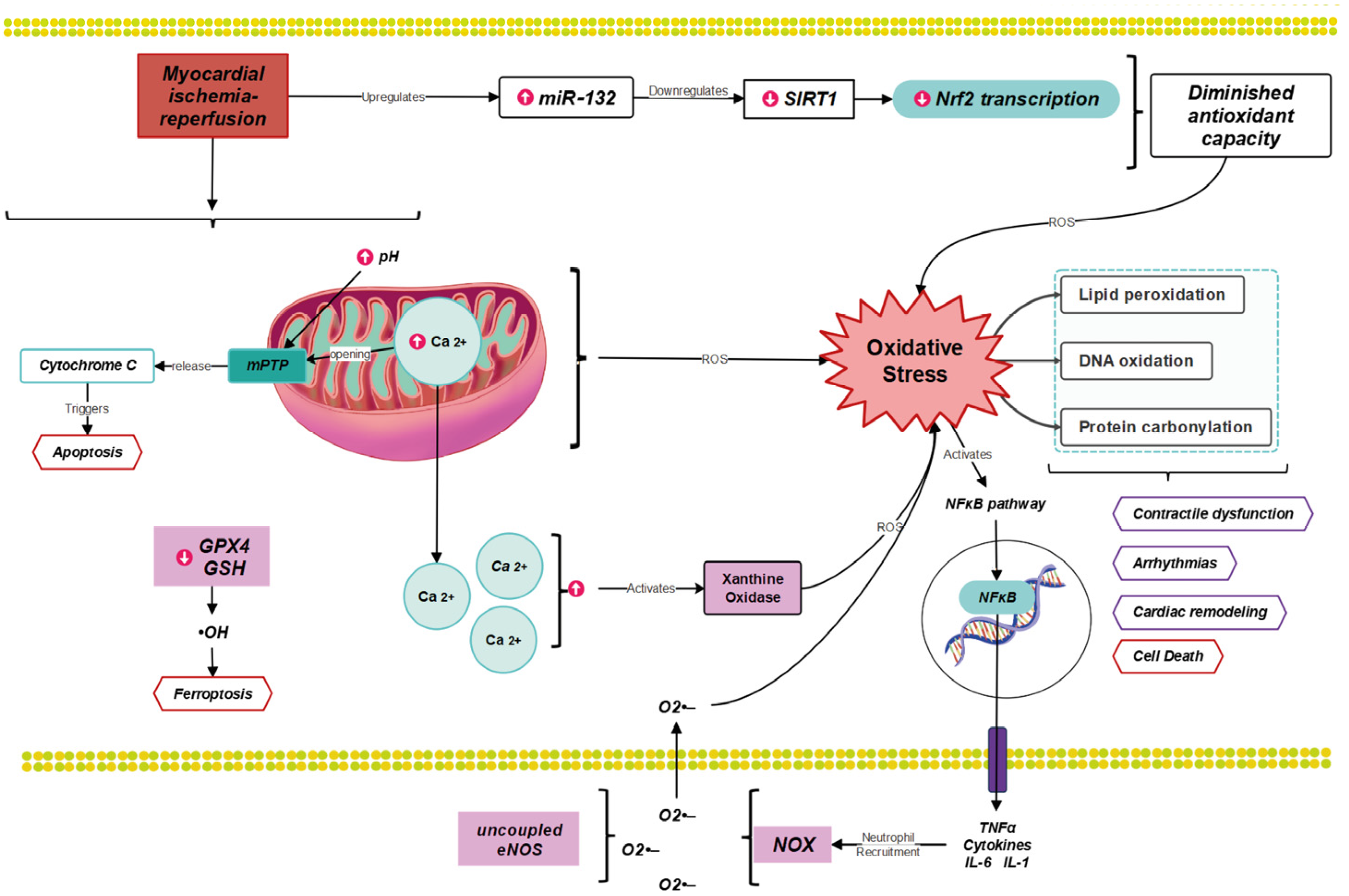 Distinct Roles of Autophagy in the Heart During Ischemia and Reperfusion