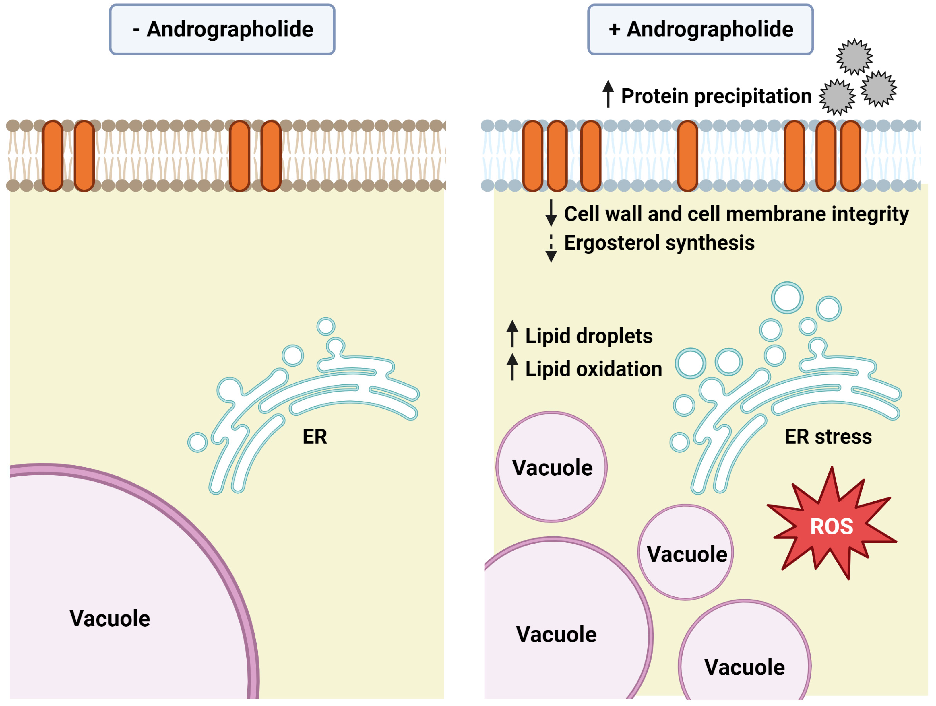 Antioxidants 12 01765 g007
