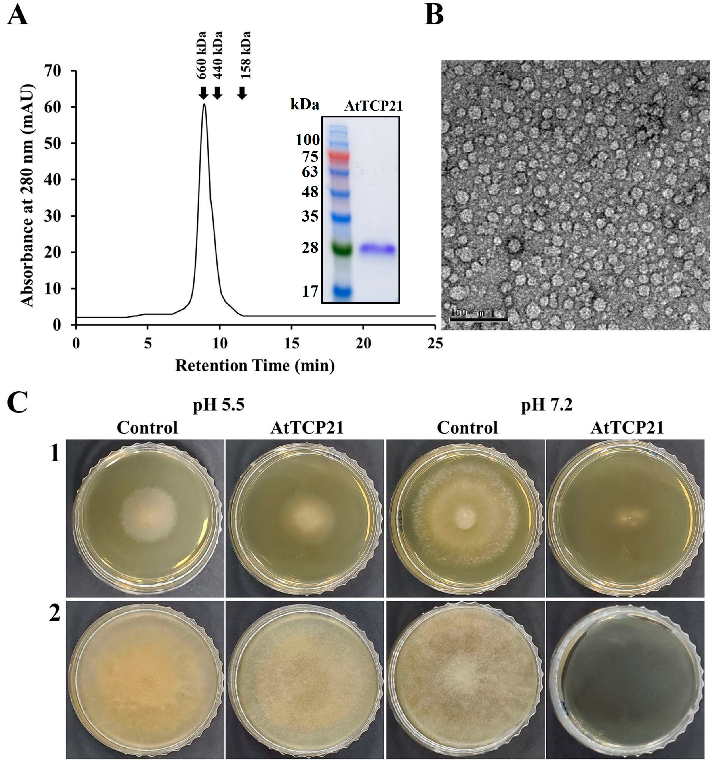 Antioxidants 12 01767 g001