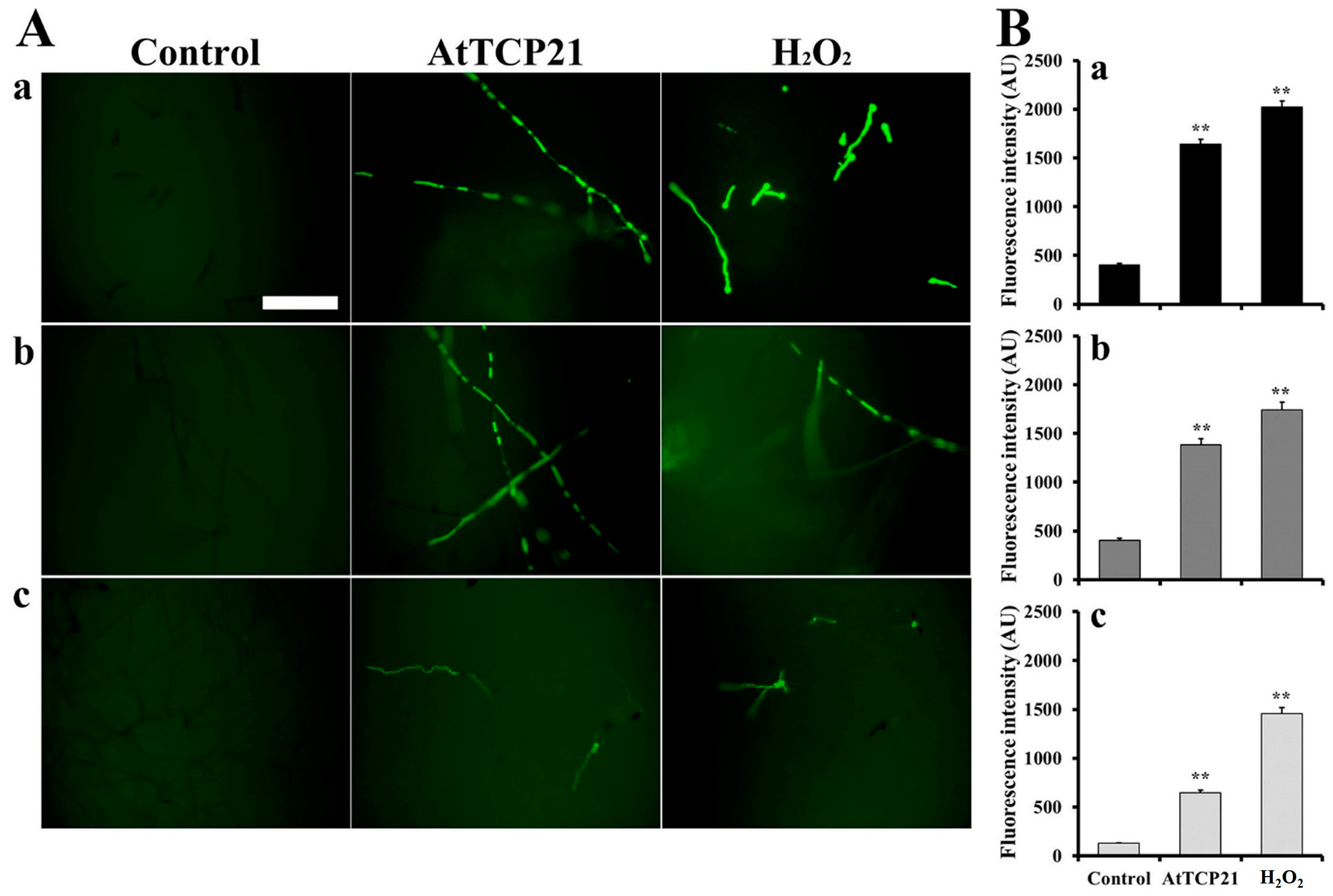 Antioxidants 12 01767 g005