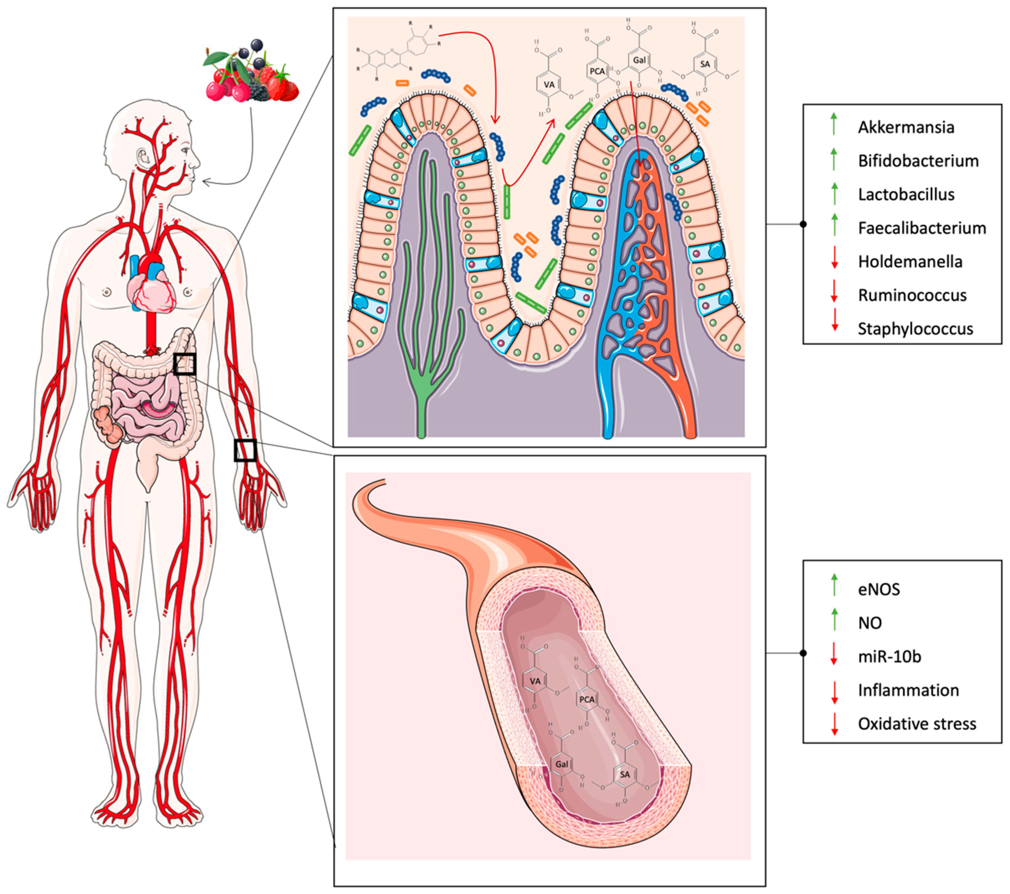 Antioxidants 12 01773 g002