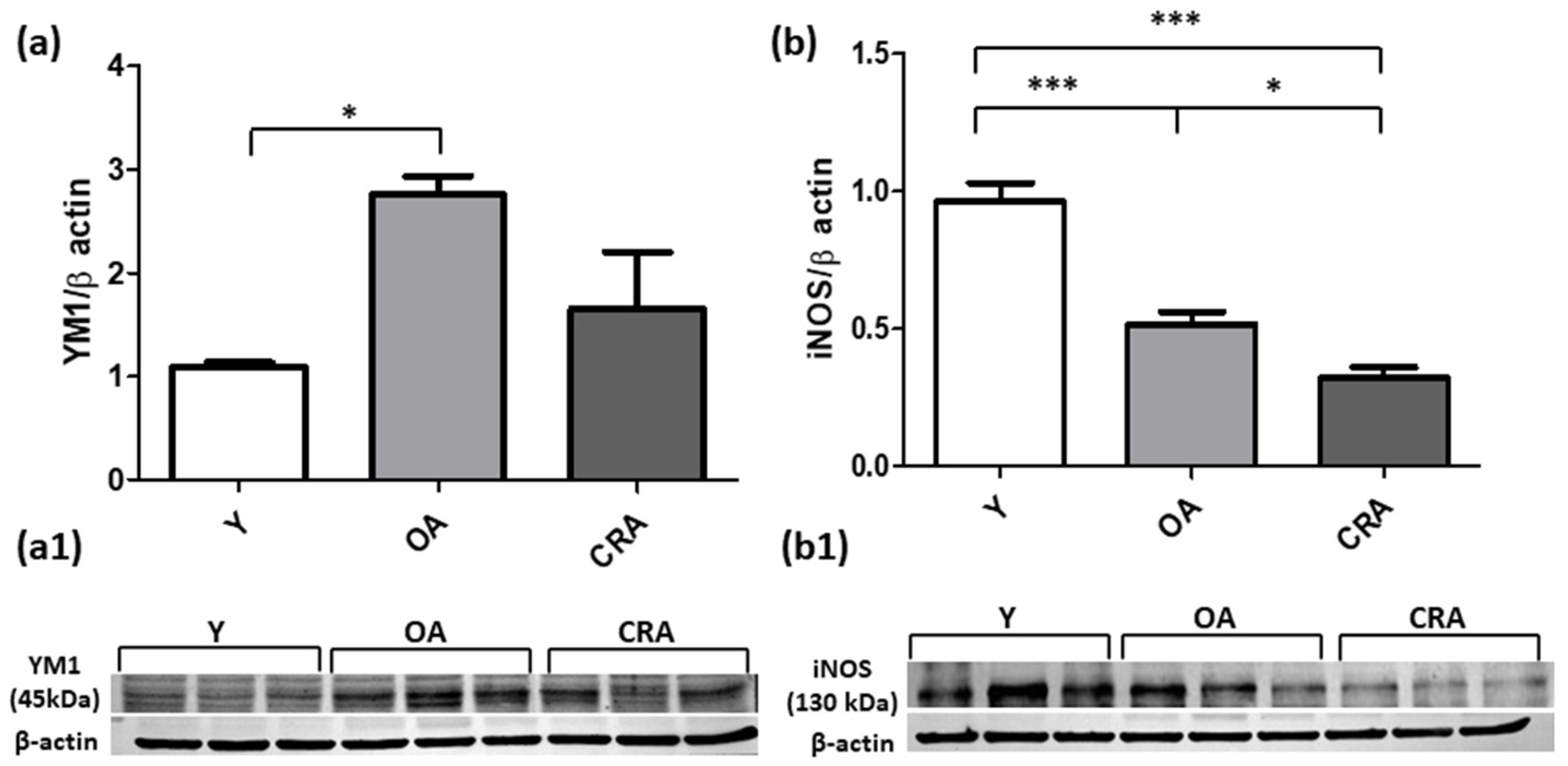 Antioxidants 12 01778 g005