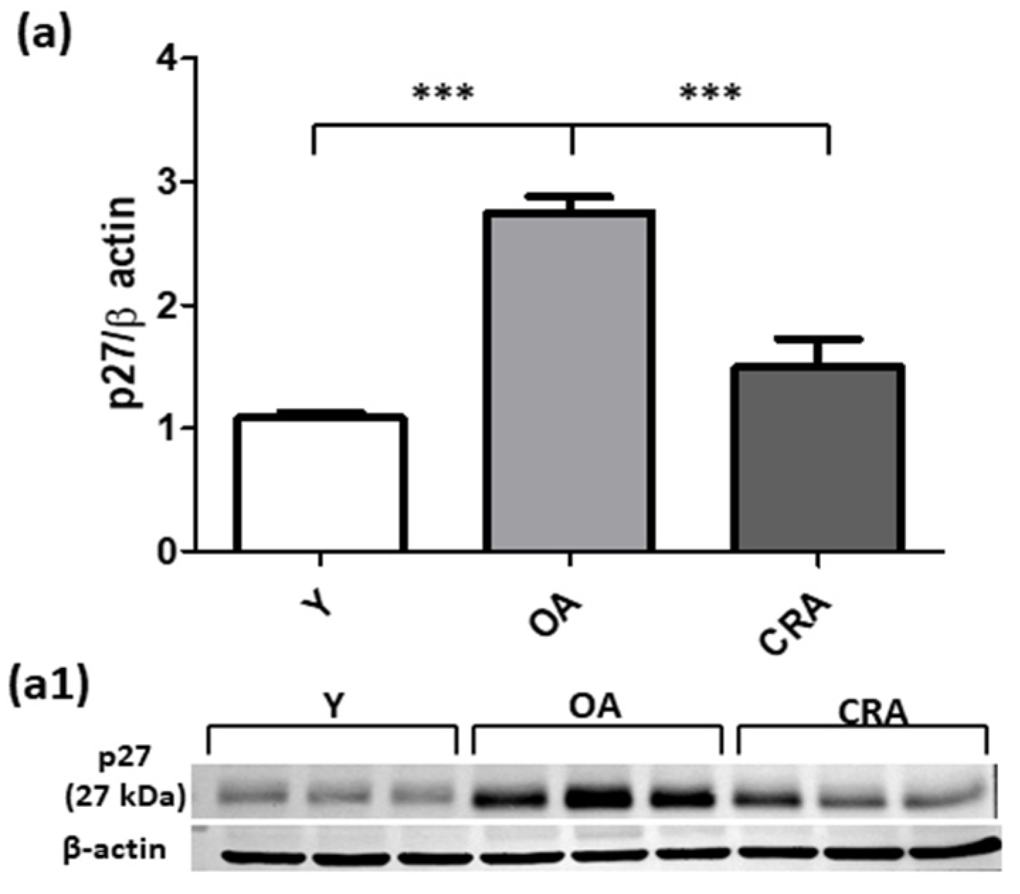 Antioxidants 12 01778 g008