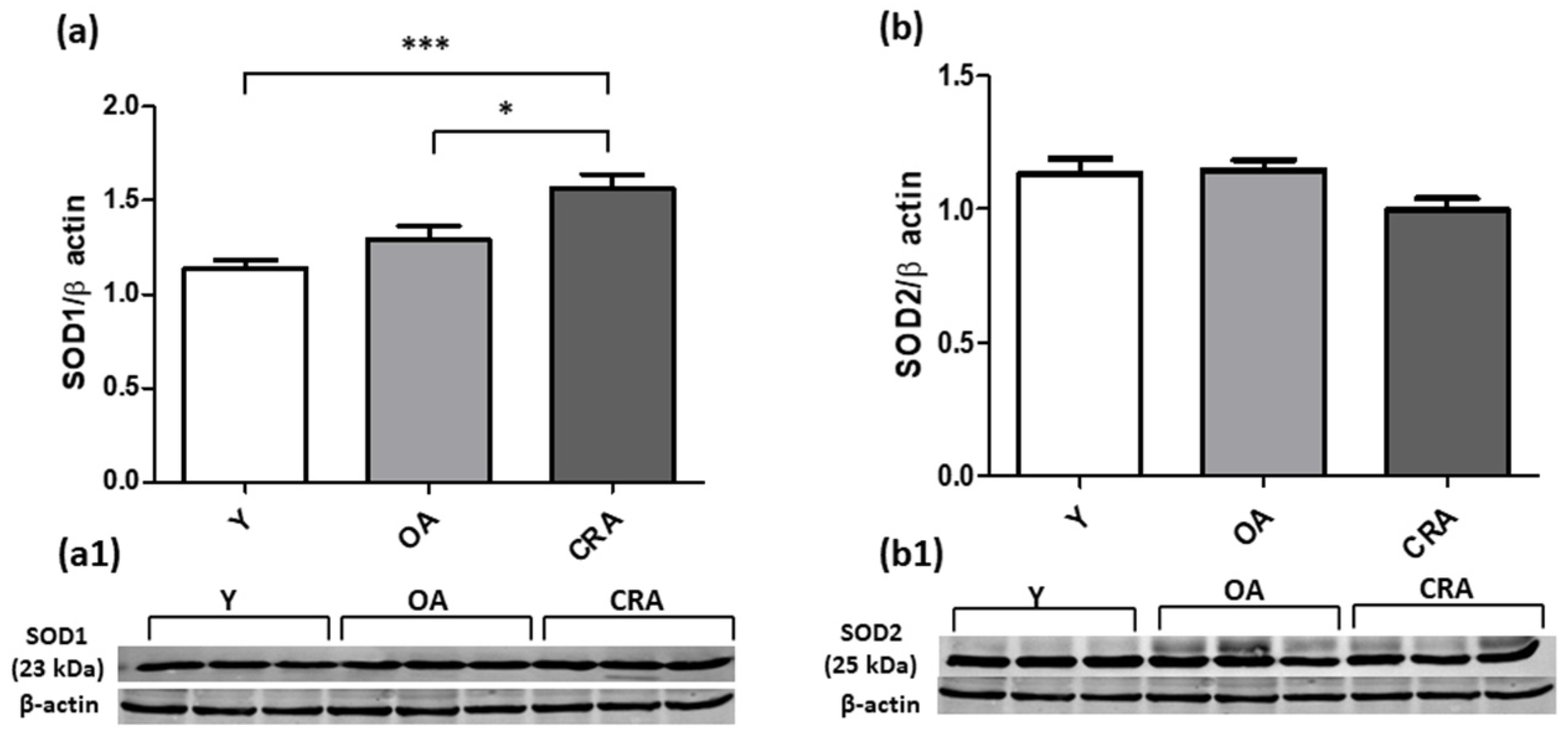 Antioxidants 12 01778 g009