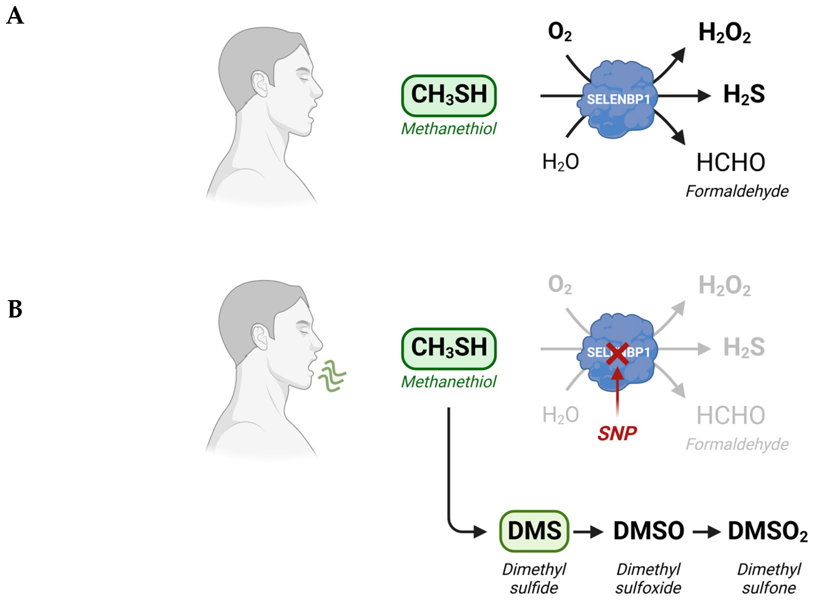 Antioxidants 12 01780 g001