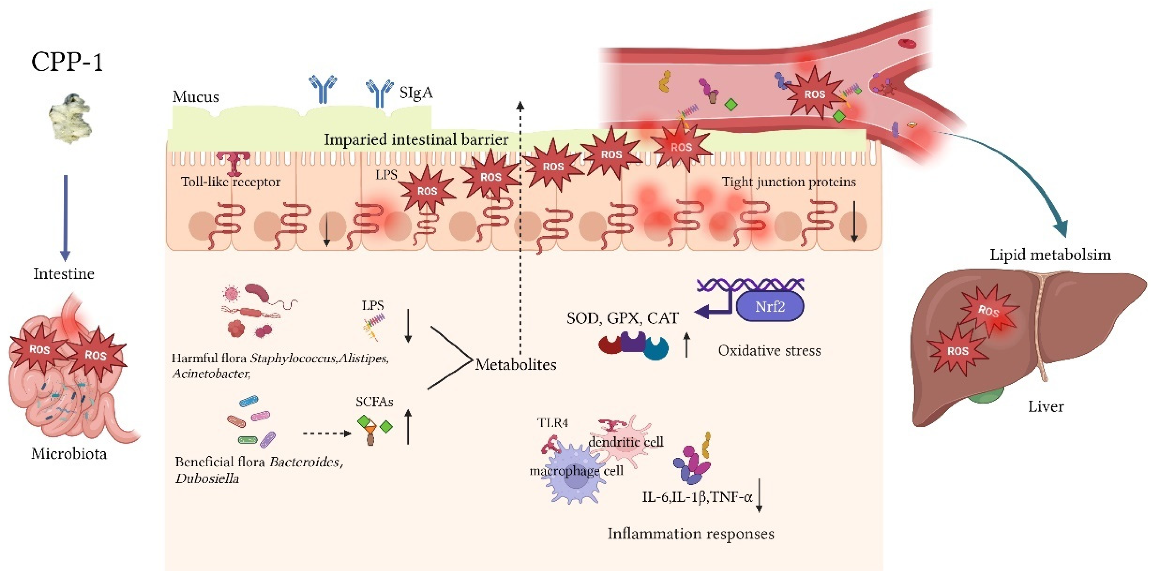 Antioxidants 12 01781 g008