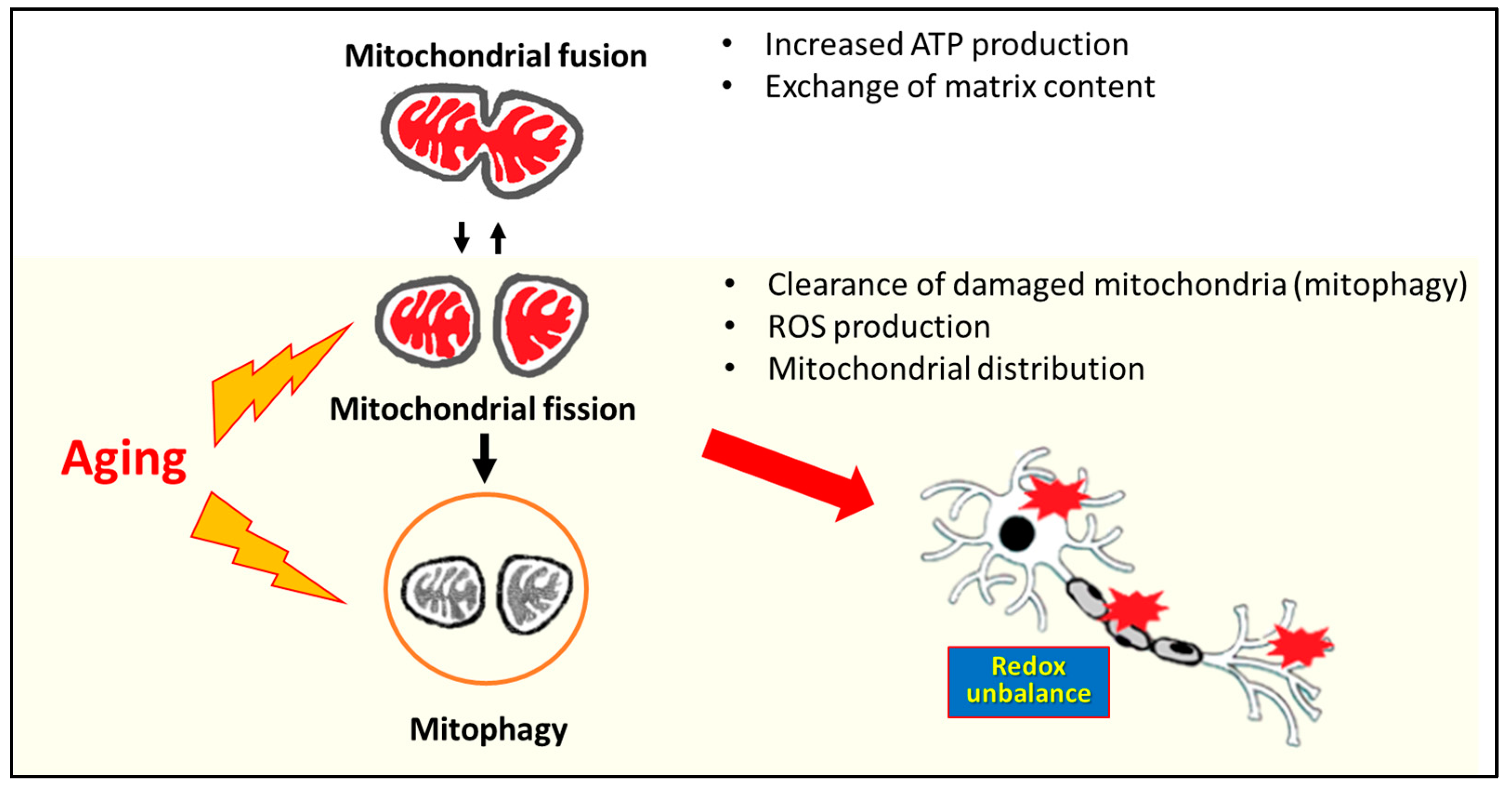 Antioxidants 12 01816 g002