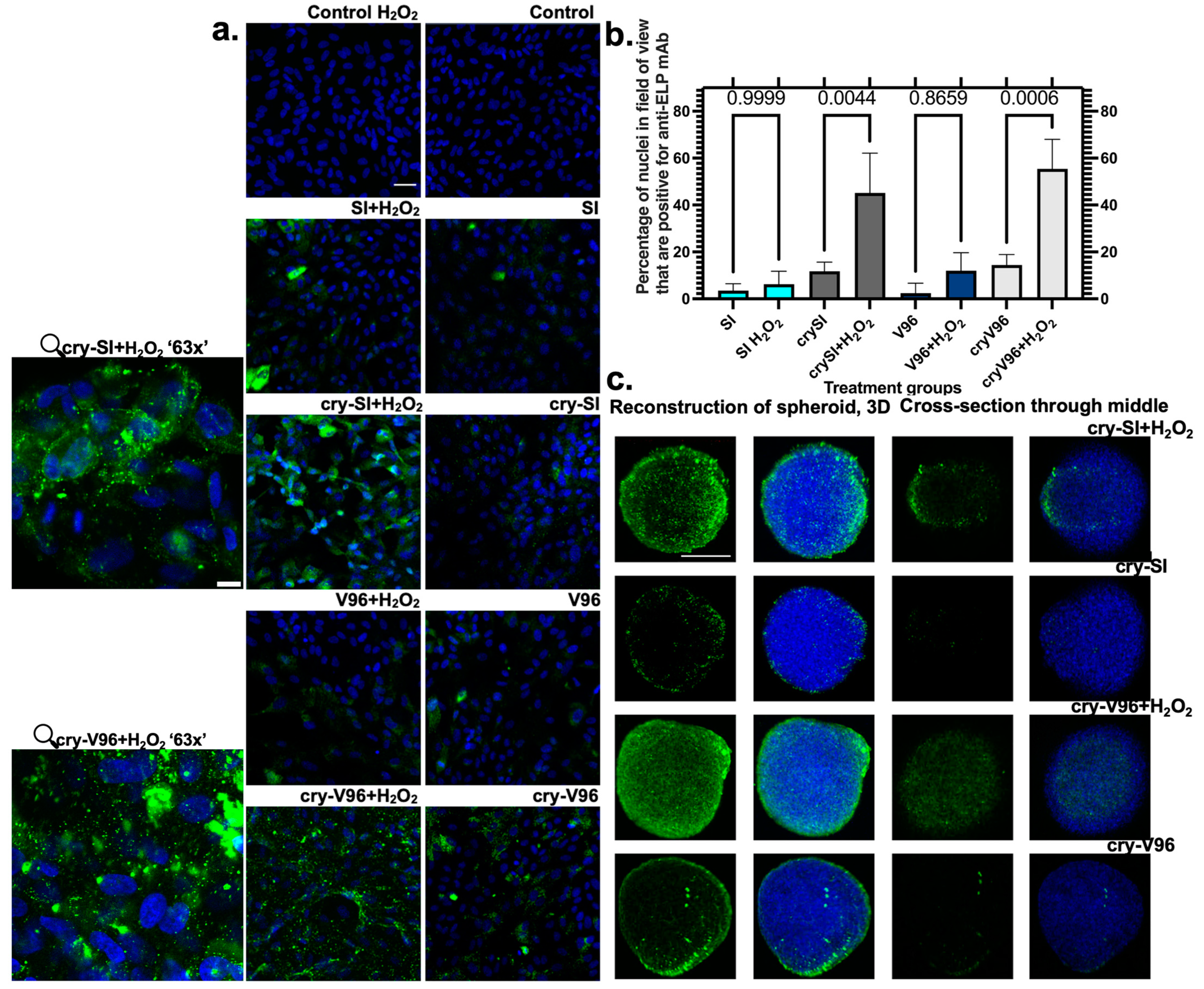 Antioxidants 12 01817 g004
