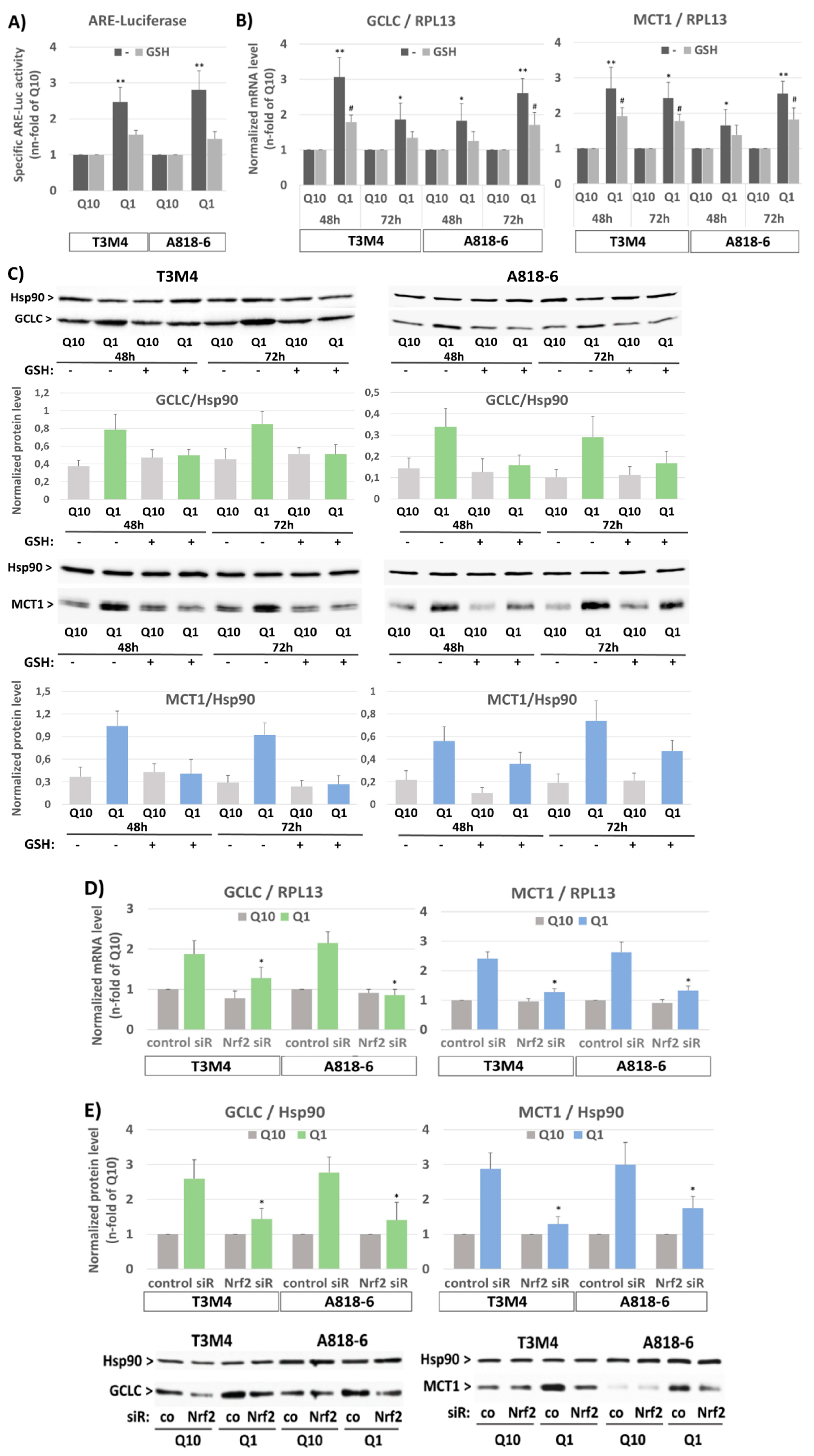Antioxidants 12 01818 g003