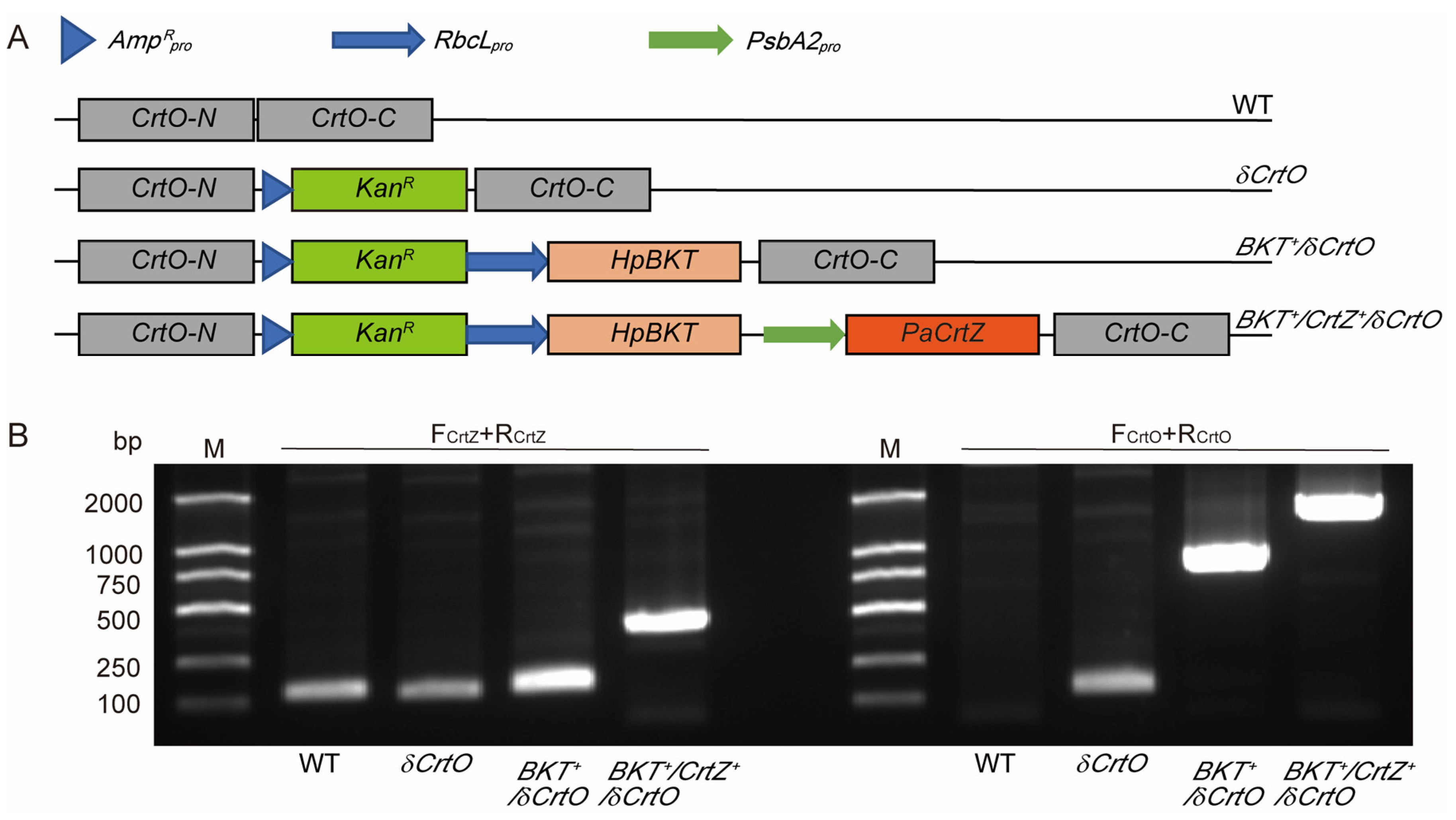 Antioxidants 12 01826 g002 Antioxidants 12 01826 g002