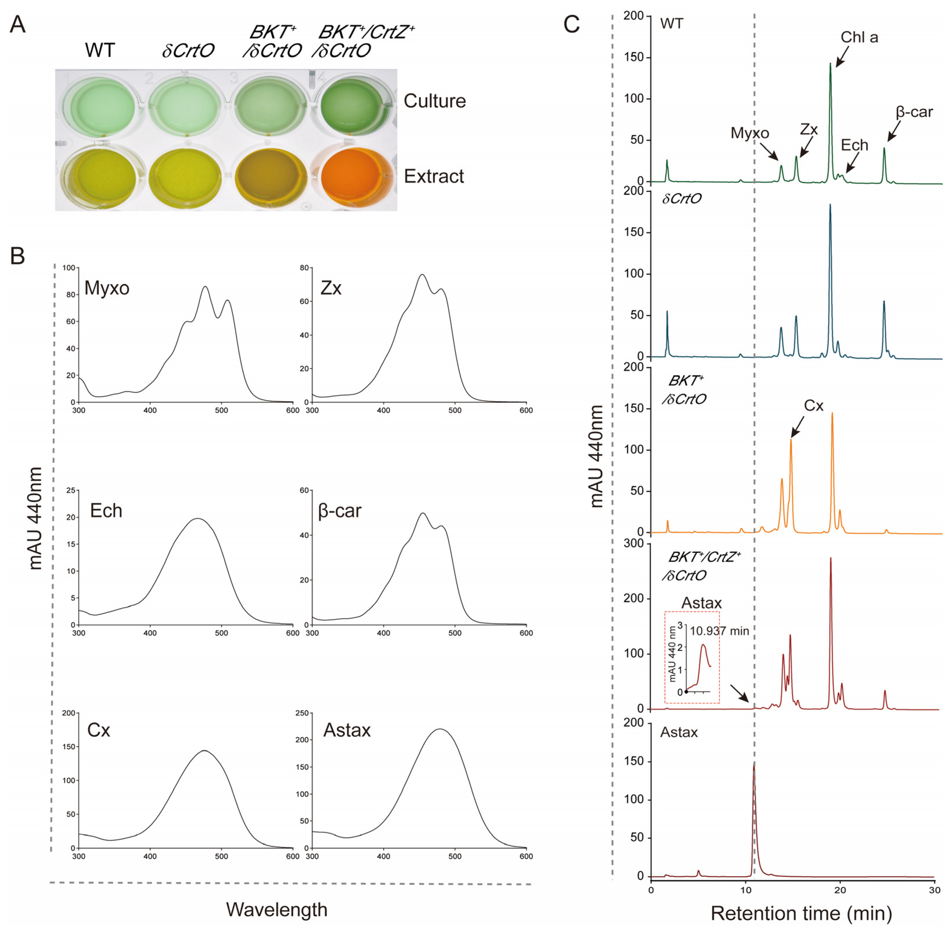 Antioxidants 12 01826 g003 Antioxidants 12 01826 g003