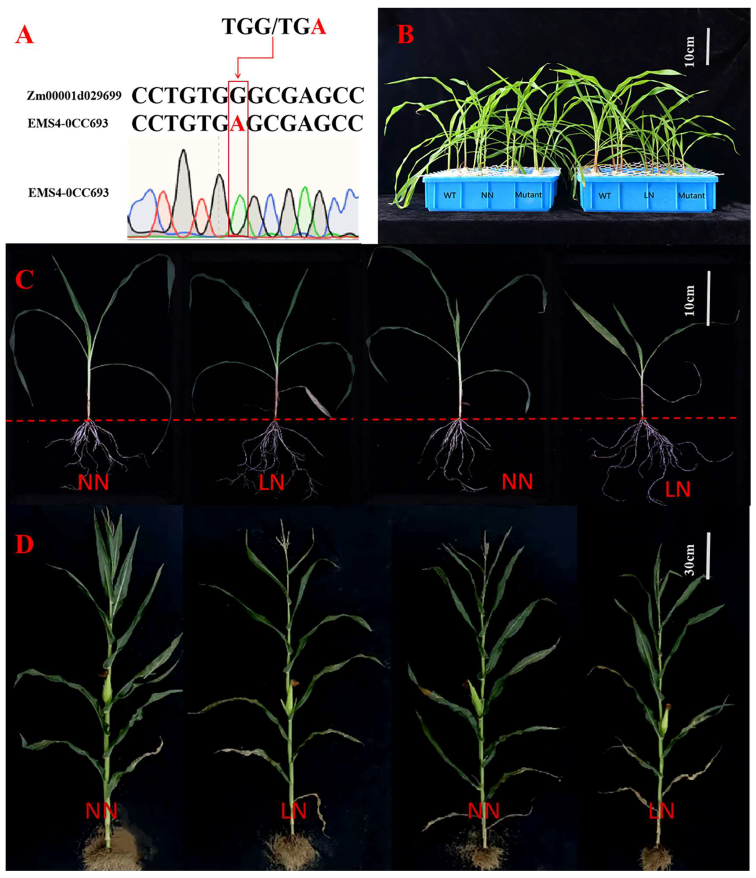 Antioxidants 12 01831 g006 Antioxidants 12 01831 g006