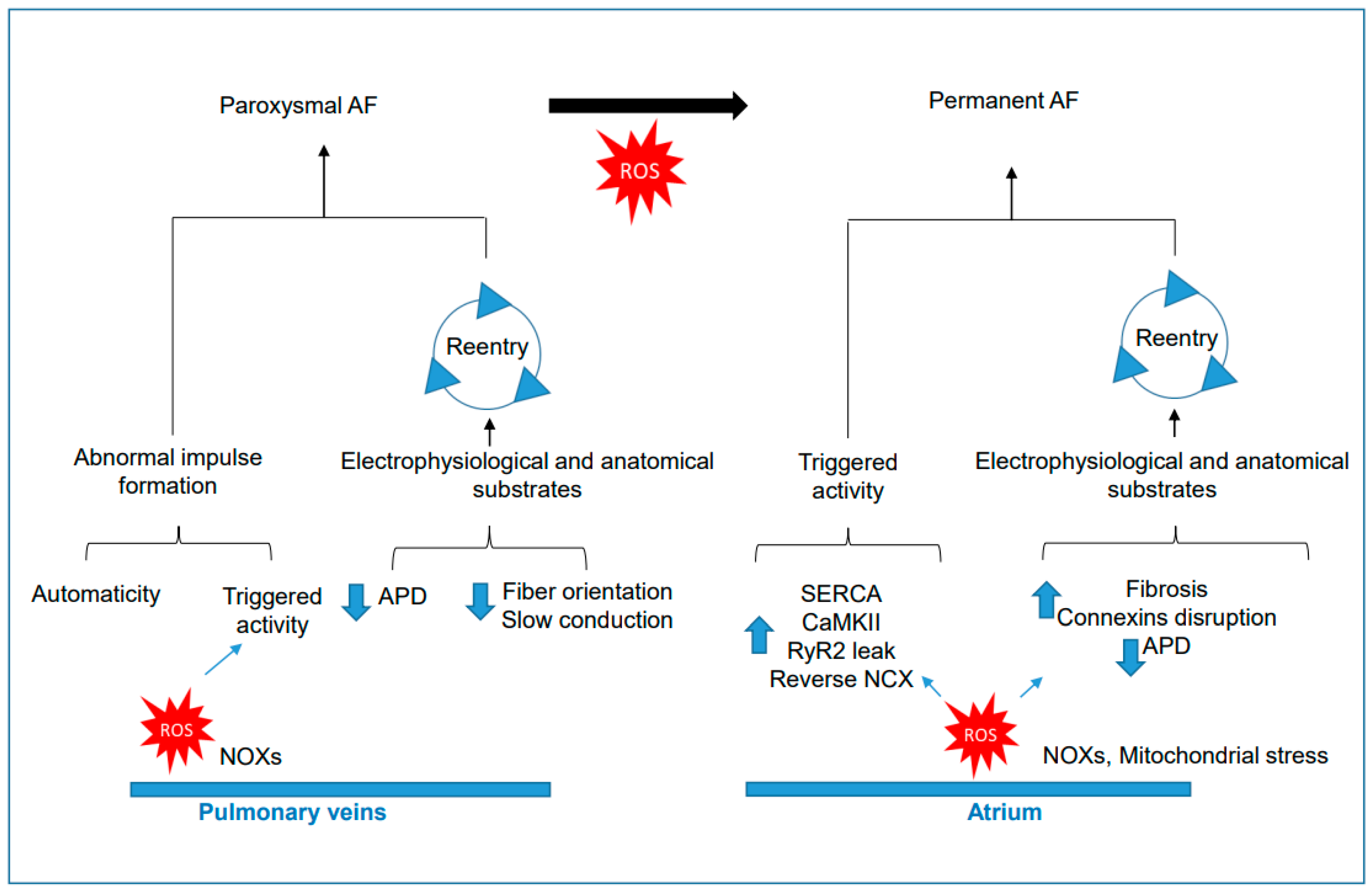 Antioxidants 12 01833 g002 Antioxidants 12 01833 g002