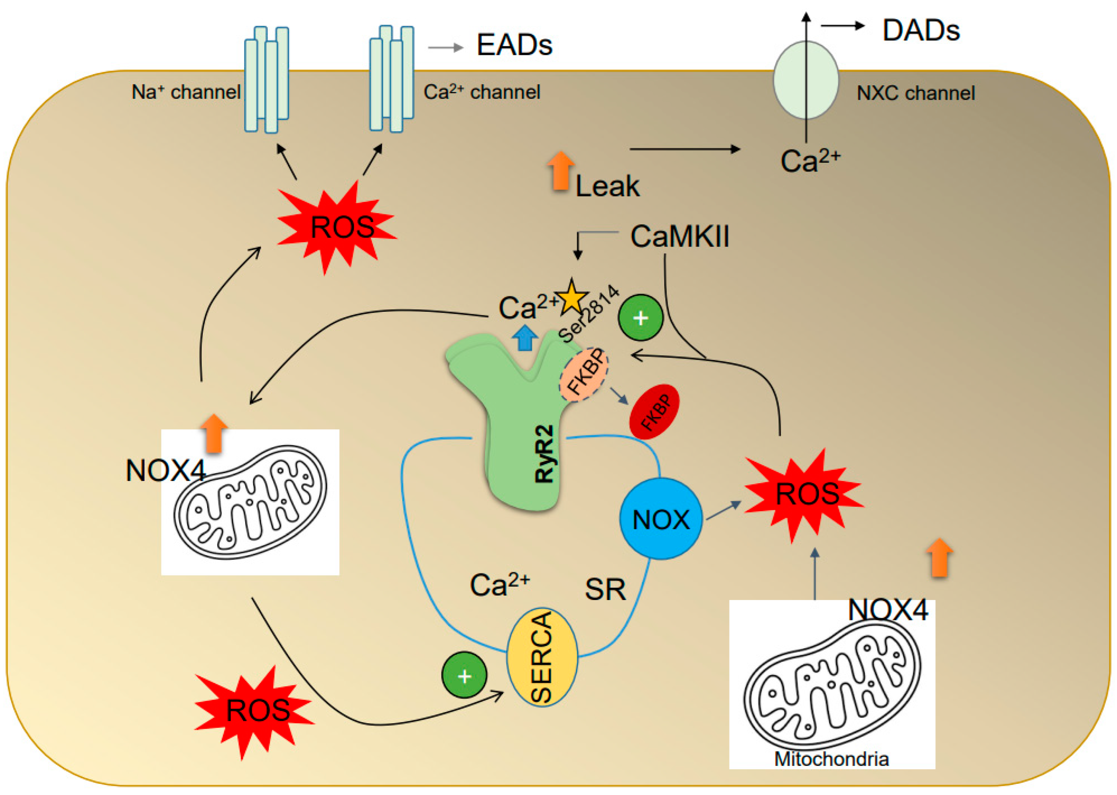 Antioxidants 12 01833 g003 Antioxidants 12 01833 g003