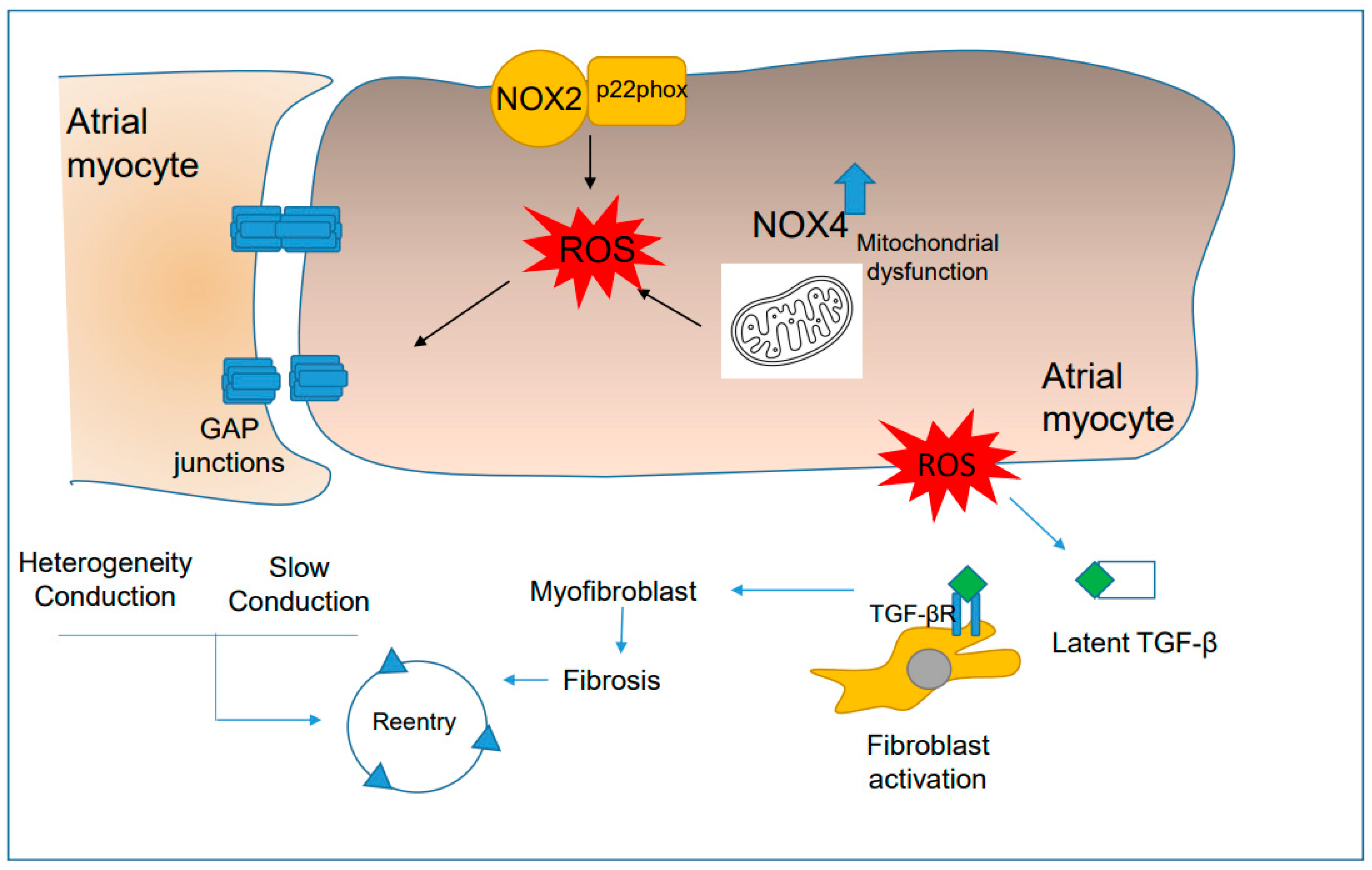 Antioxidants 12 01833 g004 Antioxidants 12 01833 g004