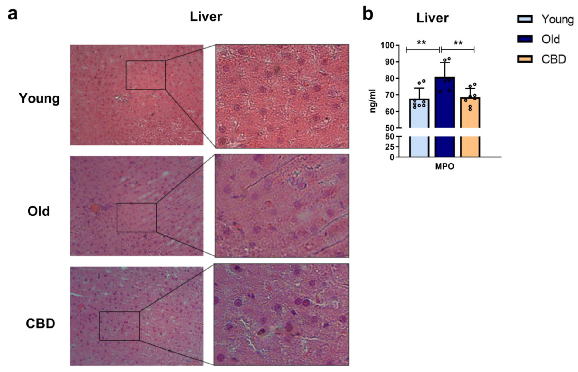 Antioxidants 12 01837 g004
