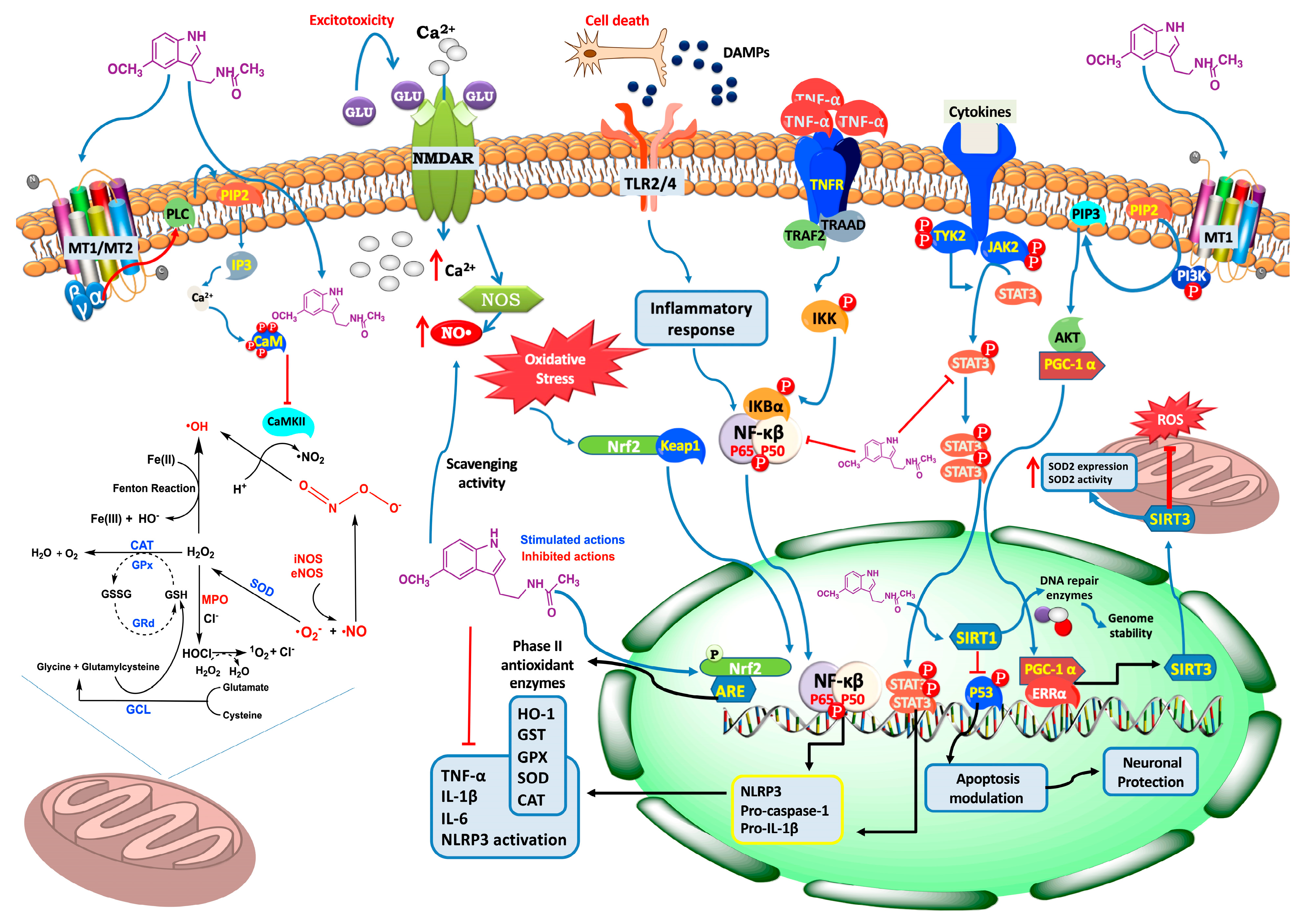 Antioxidants 12 01844 g005 Antioxidants 12 01844 g005