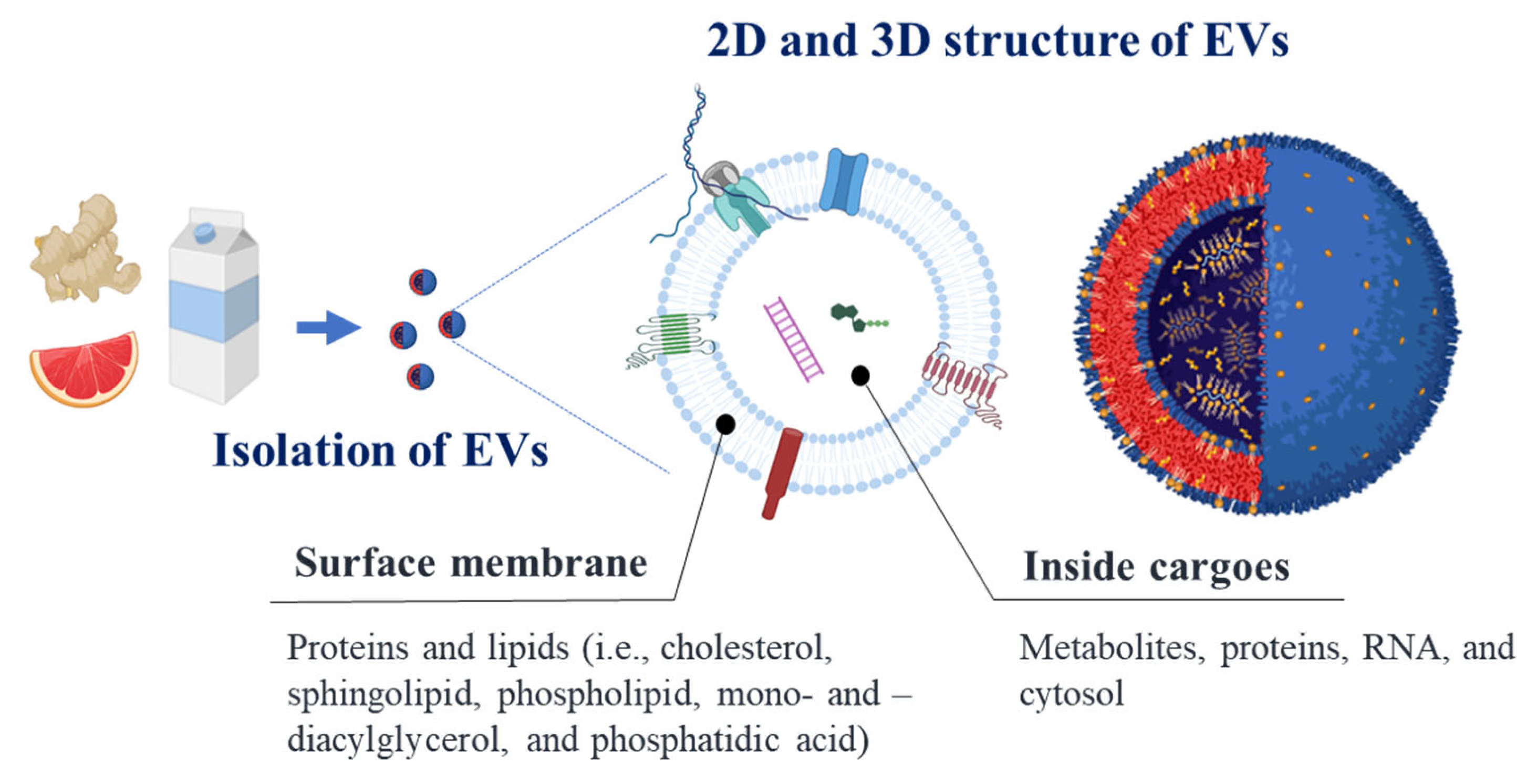Antioxidants 12 01862 g002