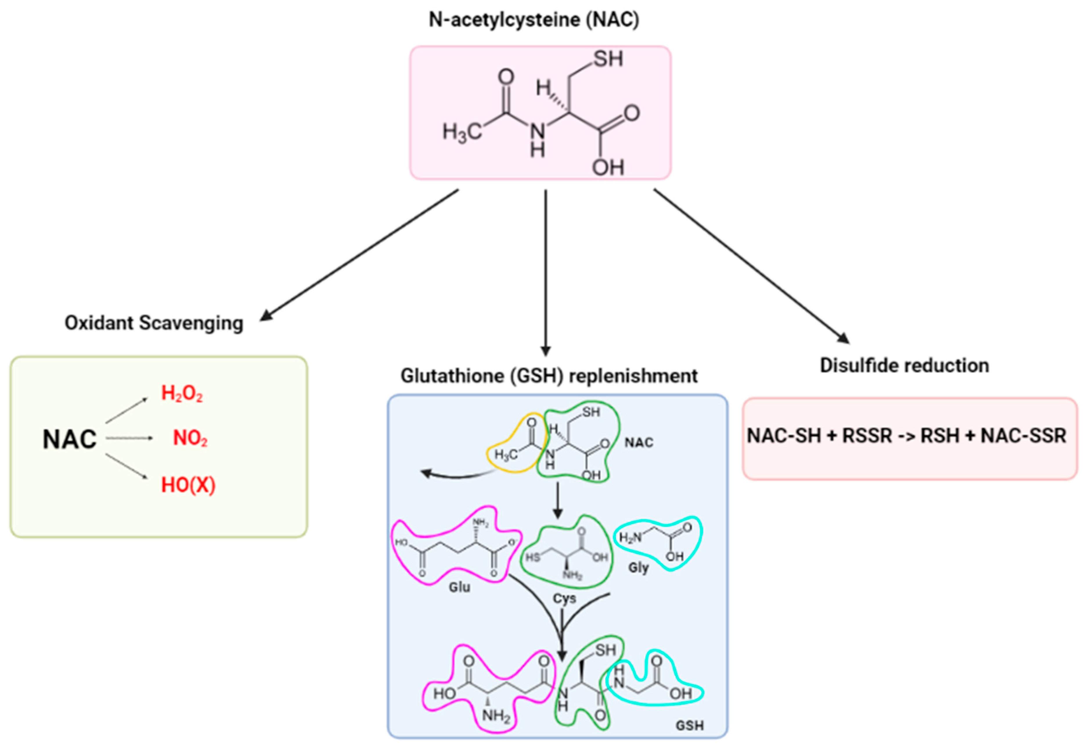 Antioxidants 12 01867 g001 Antioxidants 12 01867 g001