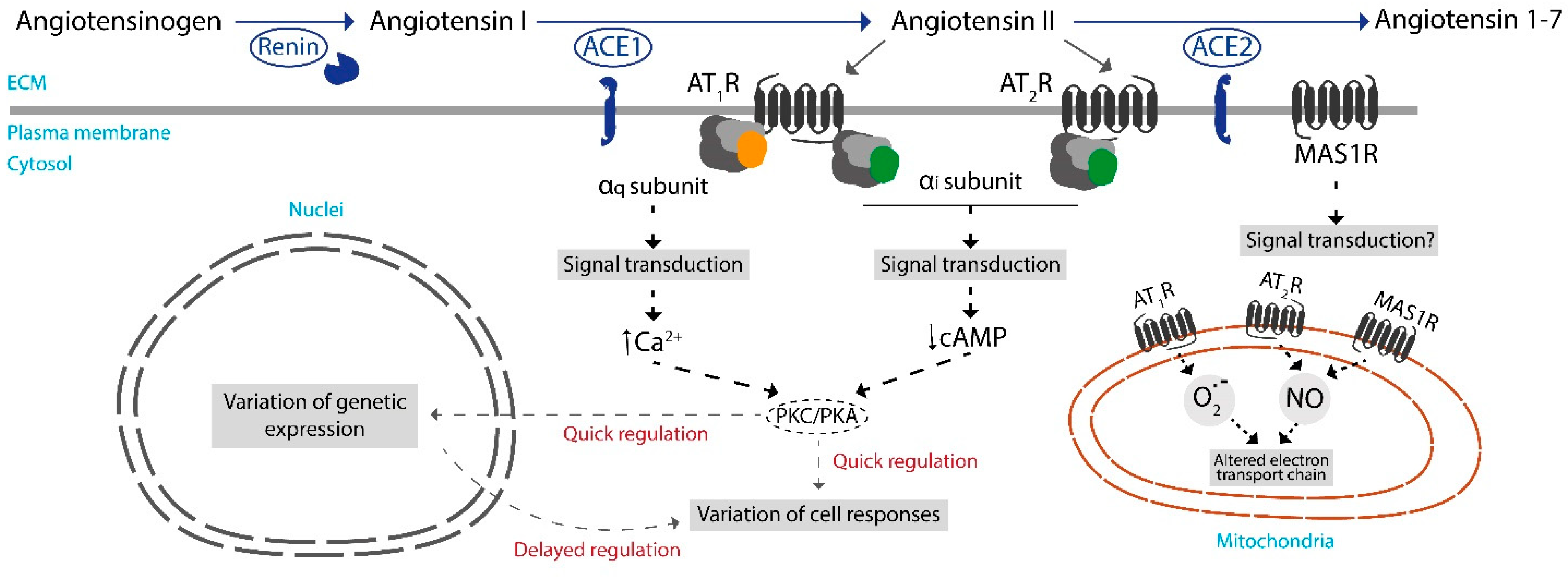 Antioxidants 12 01869 g001 Antioxidants 12 01869 g001