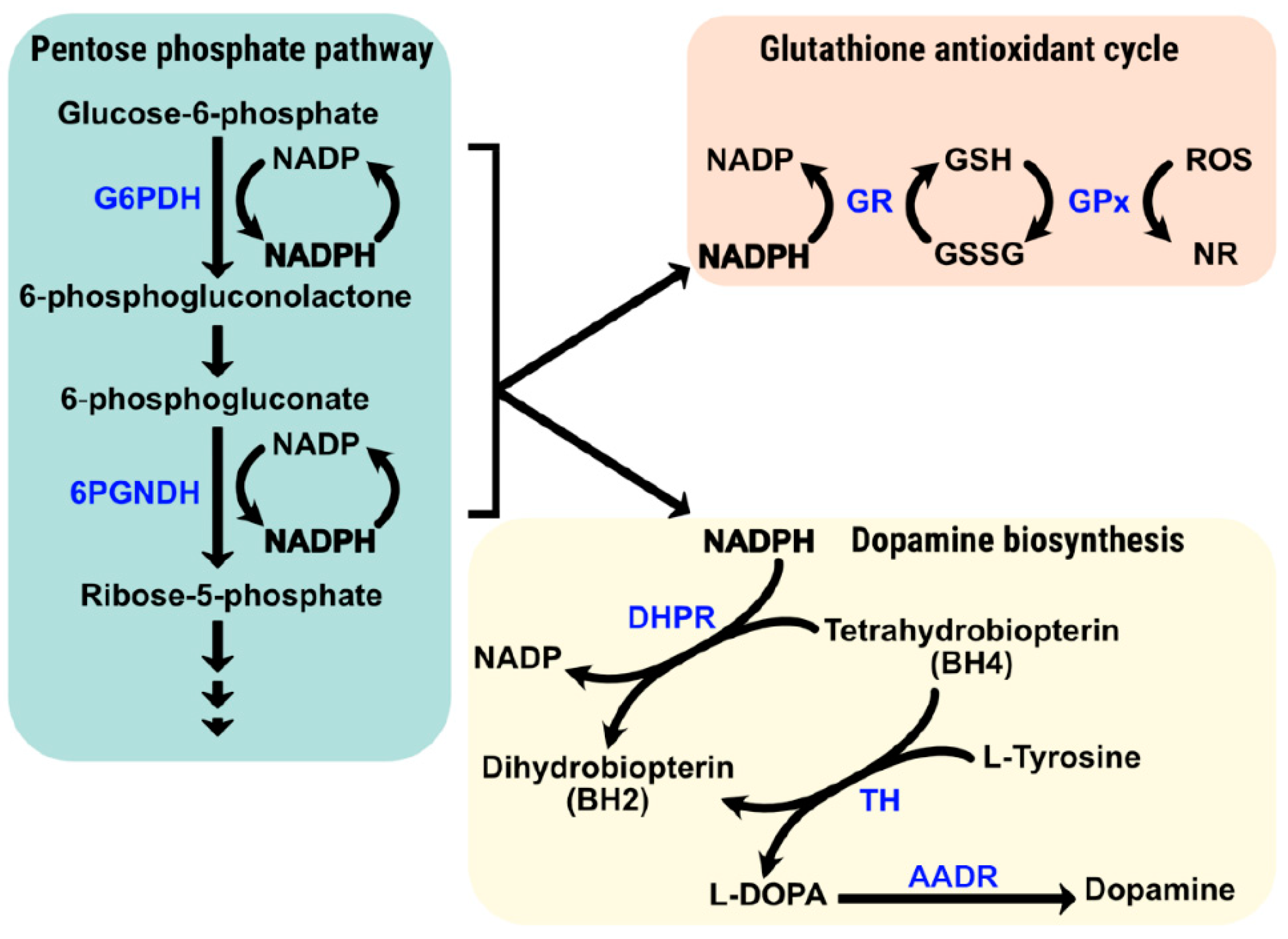 Antioxidants 12 01869 g002 Antioxidants 12 01869 g002