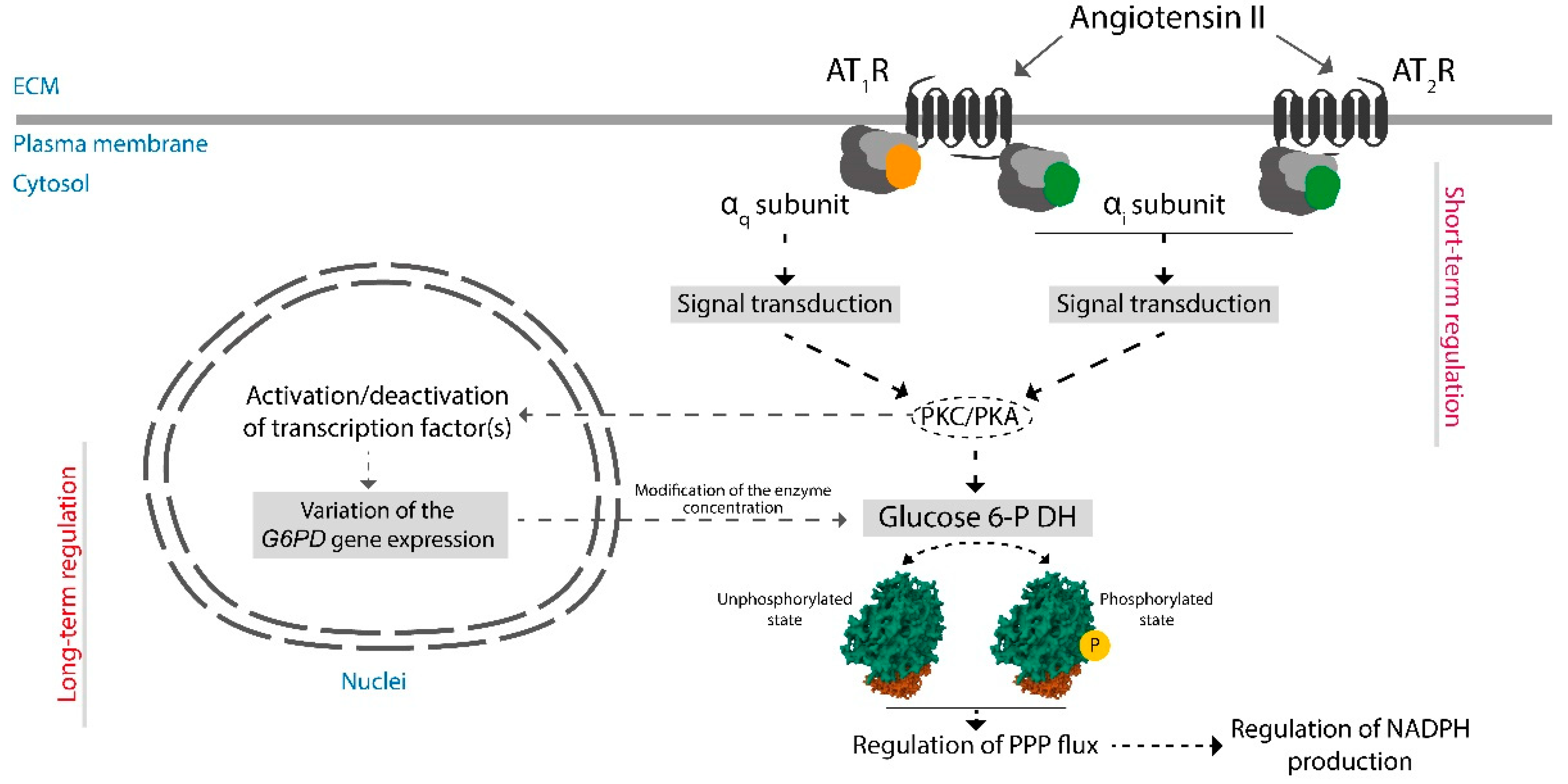 Antioxidants 12 01869 g003 Antioxidants 12 01869 g003