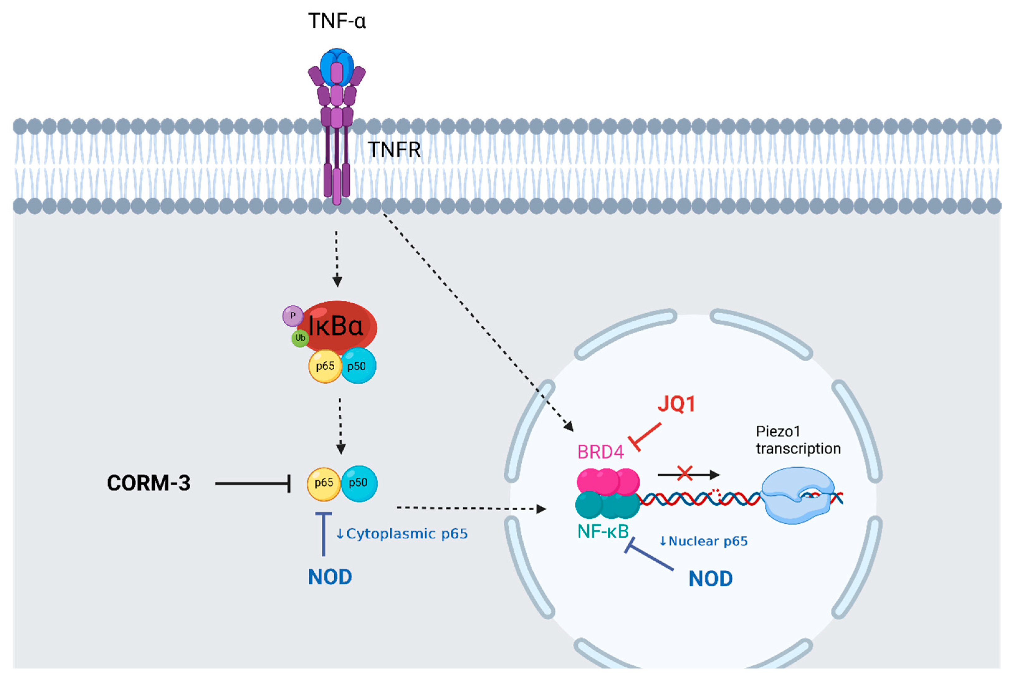 Antioxidants 12 01874 g006 Antioxidants 12 01874 g006