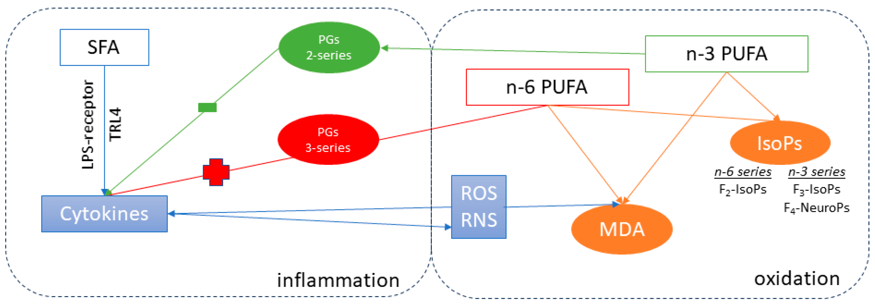 Antioxidants 12 01880 g004