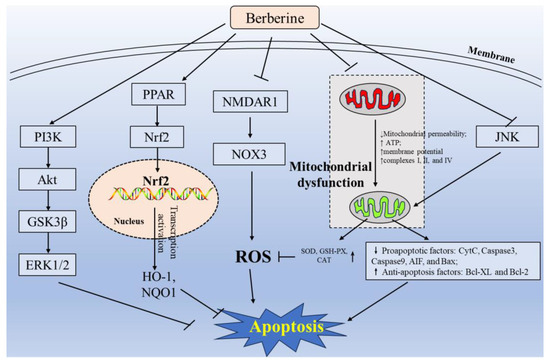 Neuroprotective Properties of Berberine: Molecular
