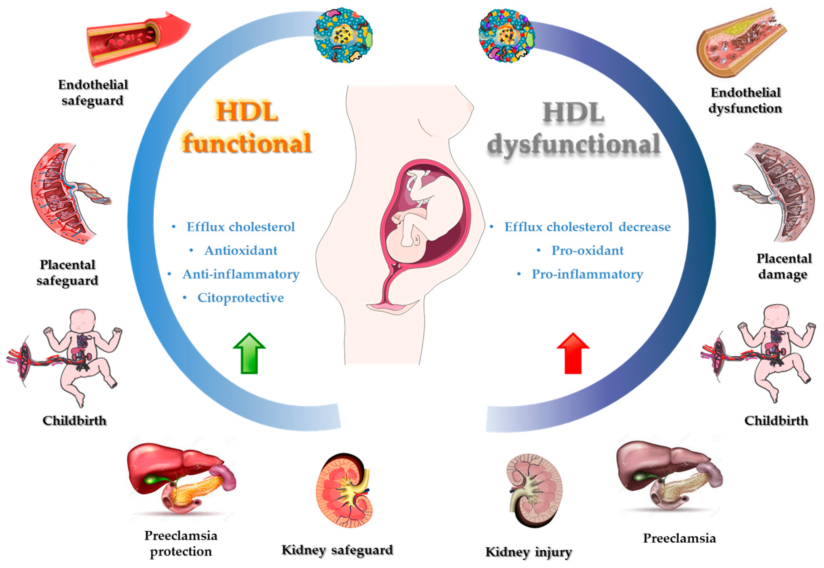 Antioxidants 12 01894 g003