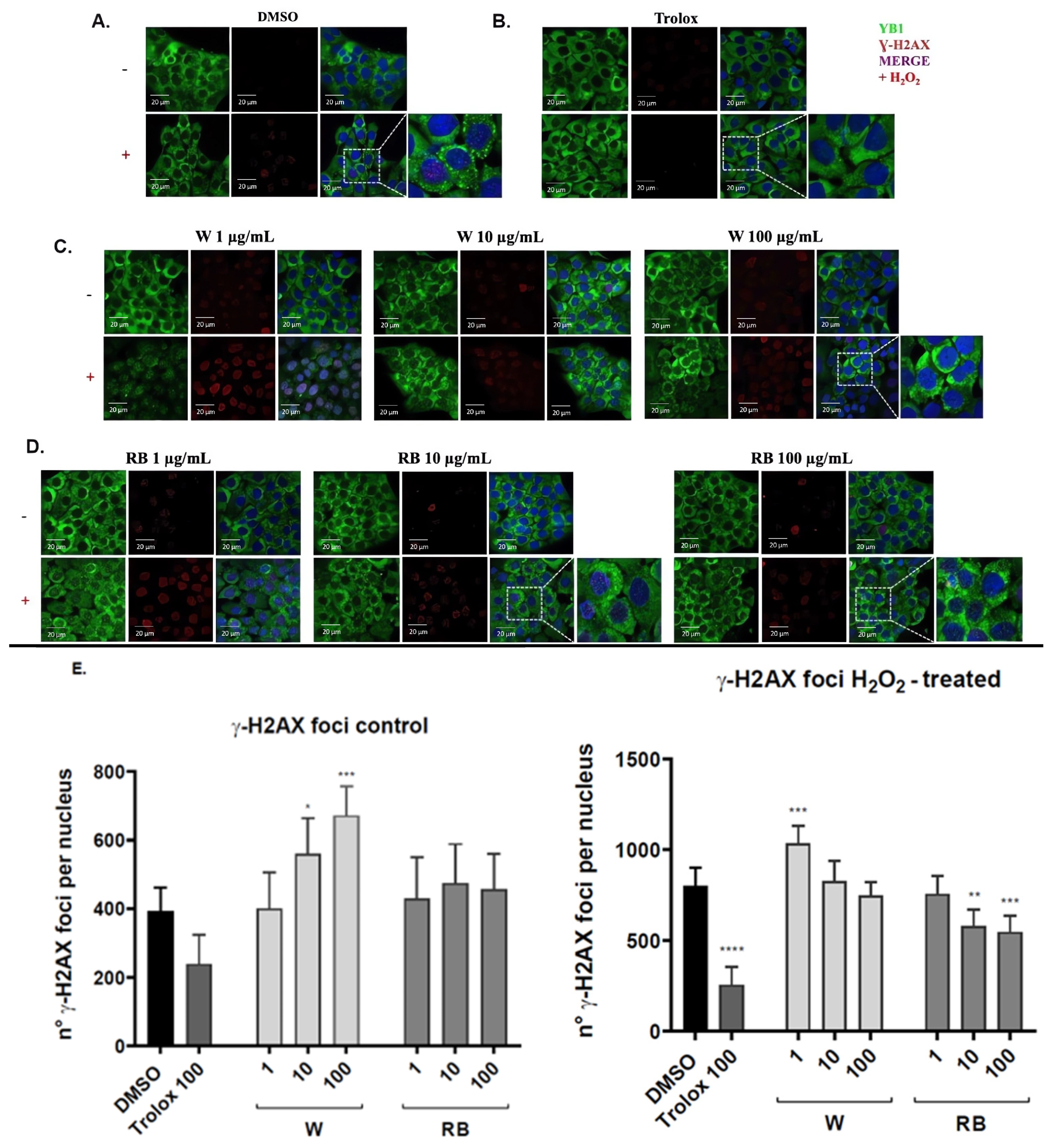 Antioxidants 12 01895 g004