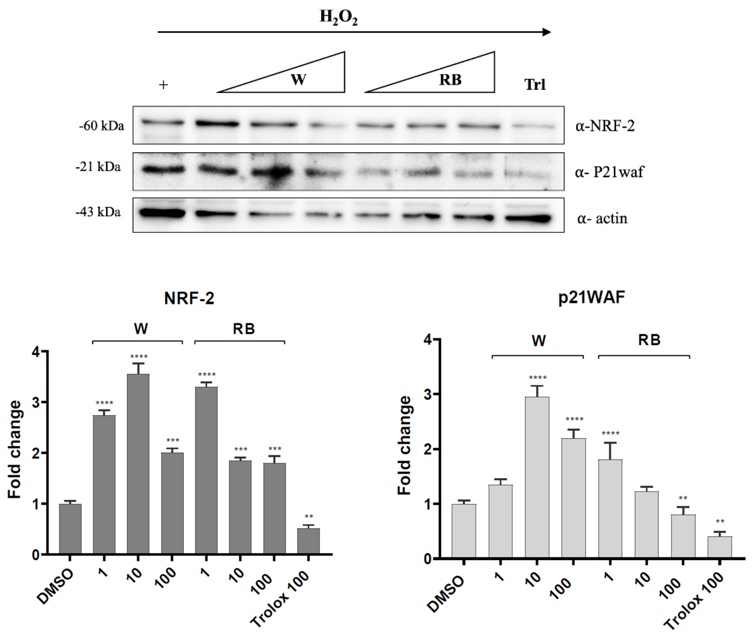 Antioxidants 12 01895 g005b
