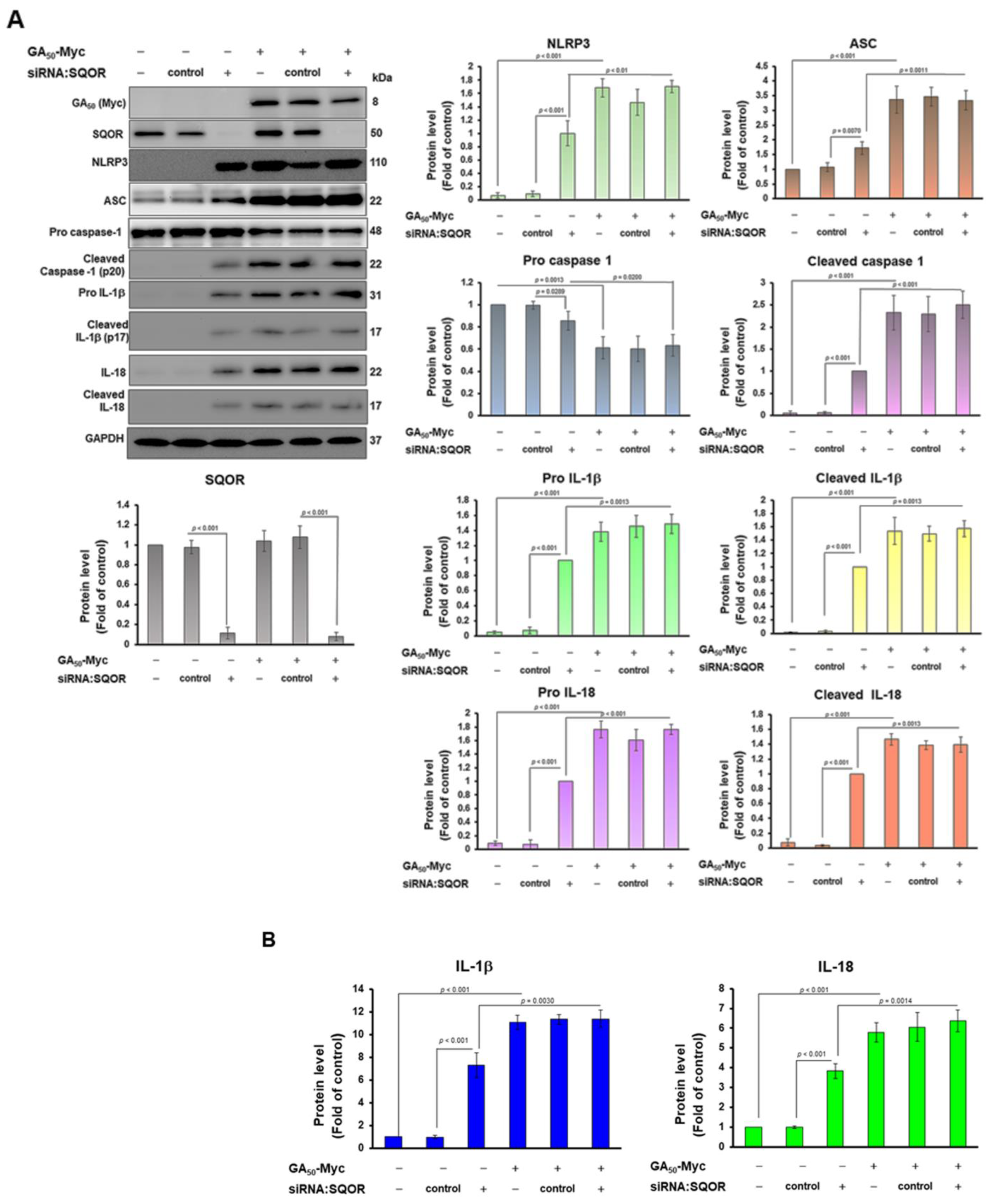 Antioxidants 12 01896 g005