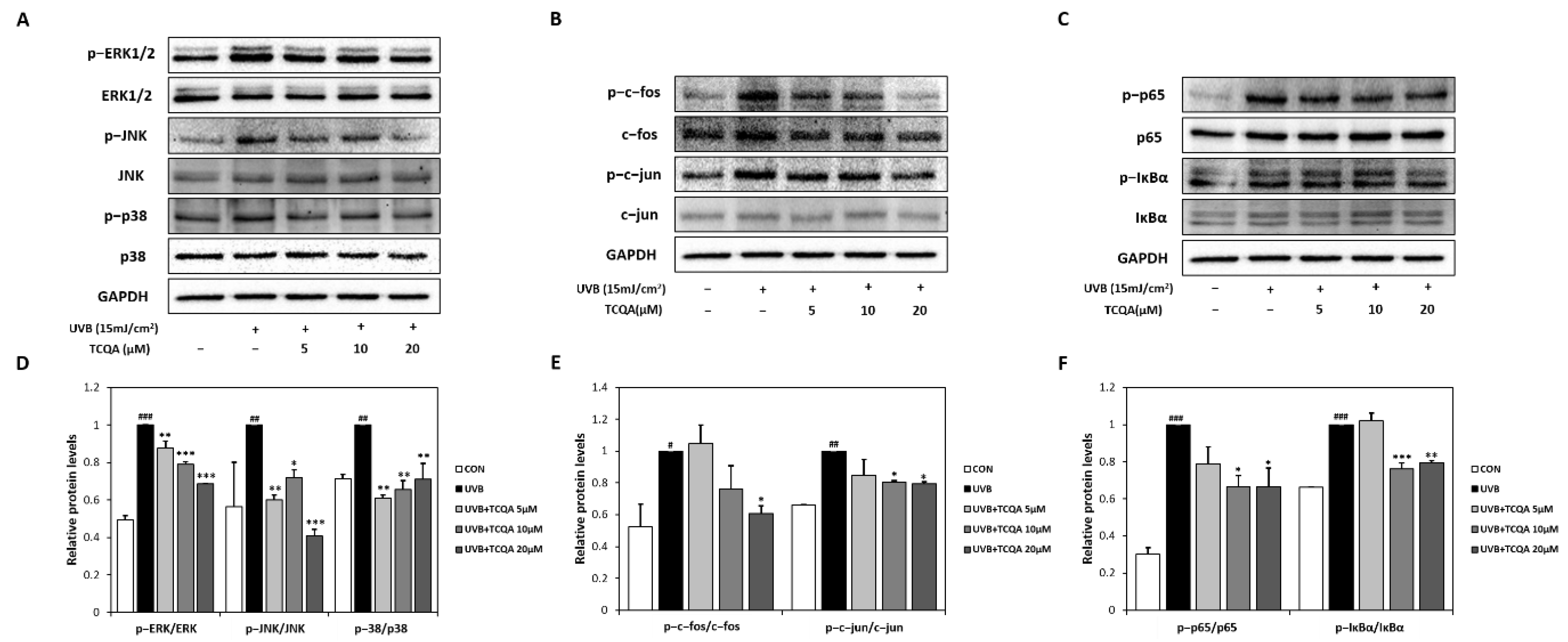 Antioxidants 12 01899 g005 Antioxidants 12 01899 g005