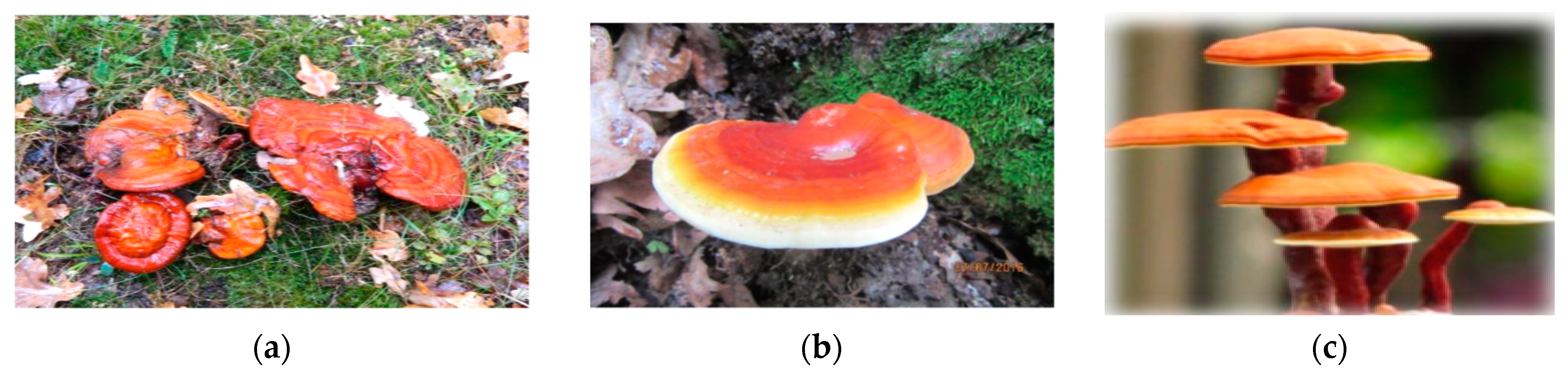 Antioxidants 12 01907 g001 Antioxidants 12 01907 g001