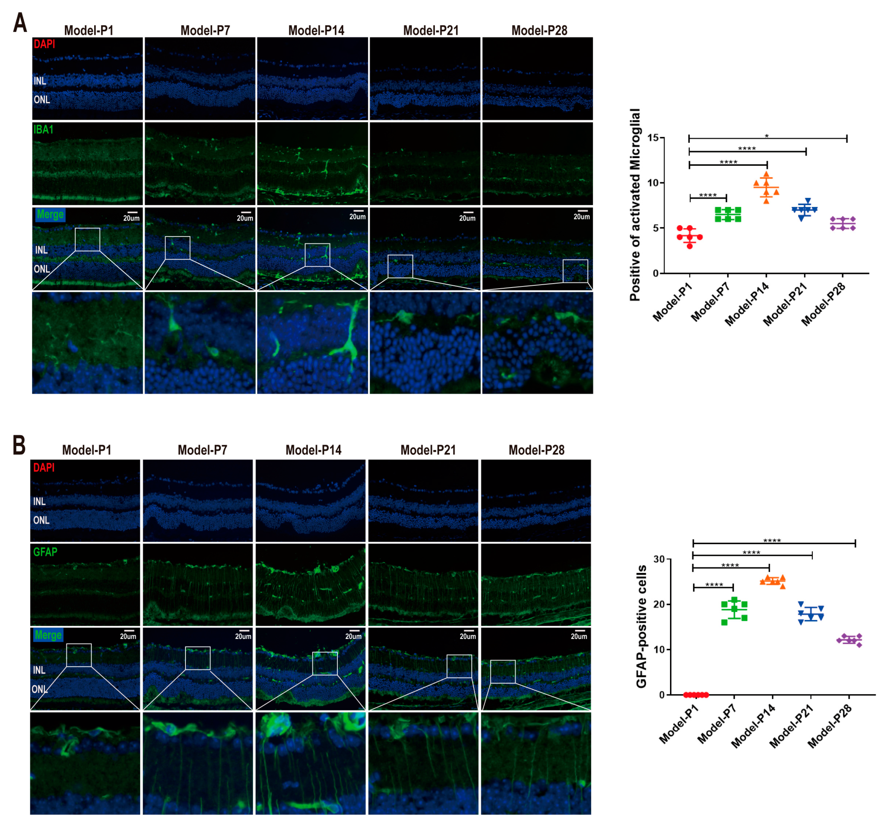 Antioxidants 12 01914 g005