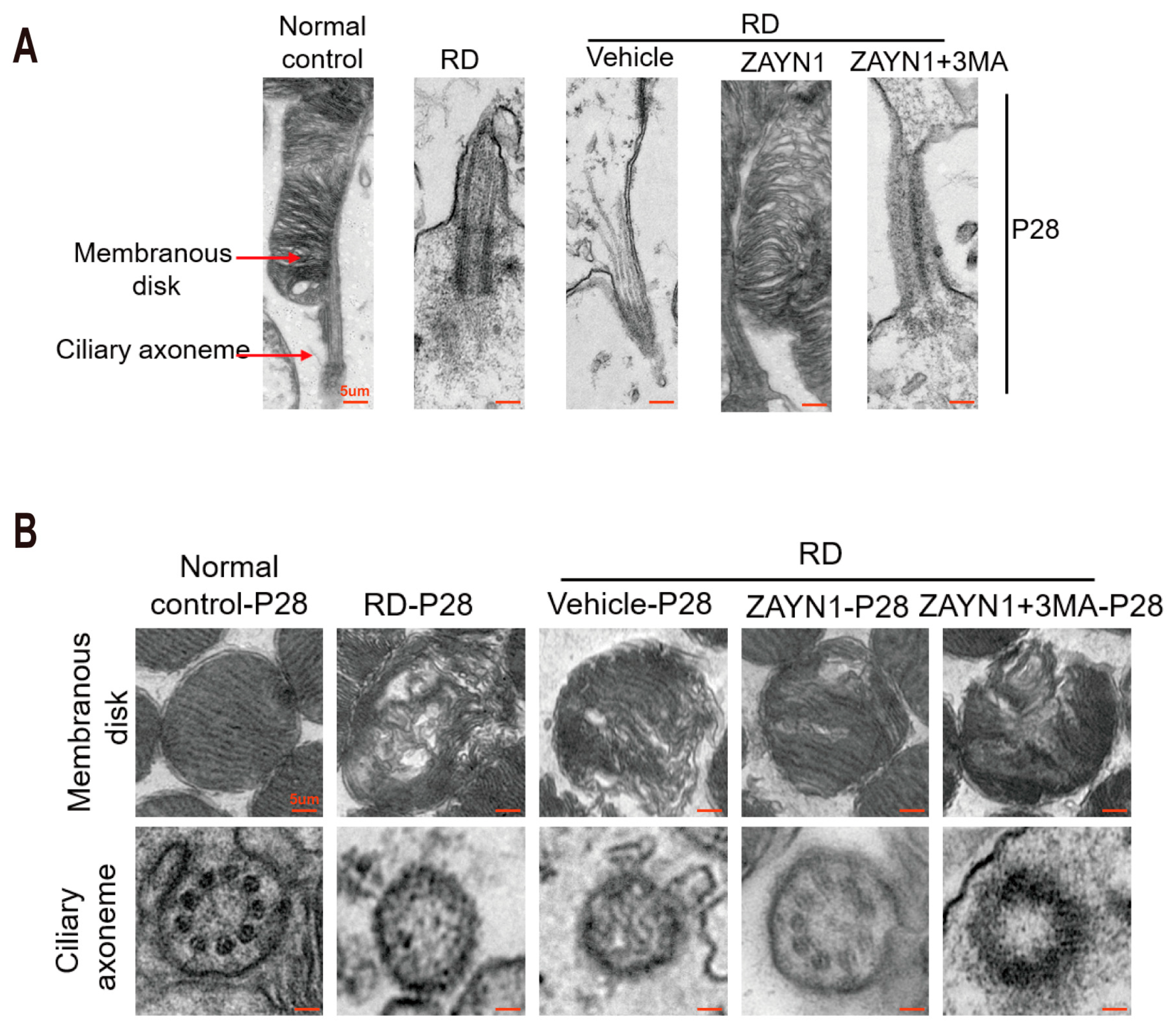 Antioxidants 12 01914 g008
