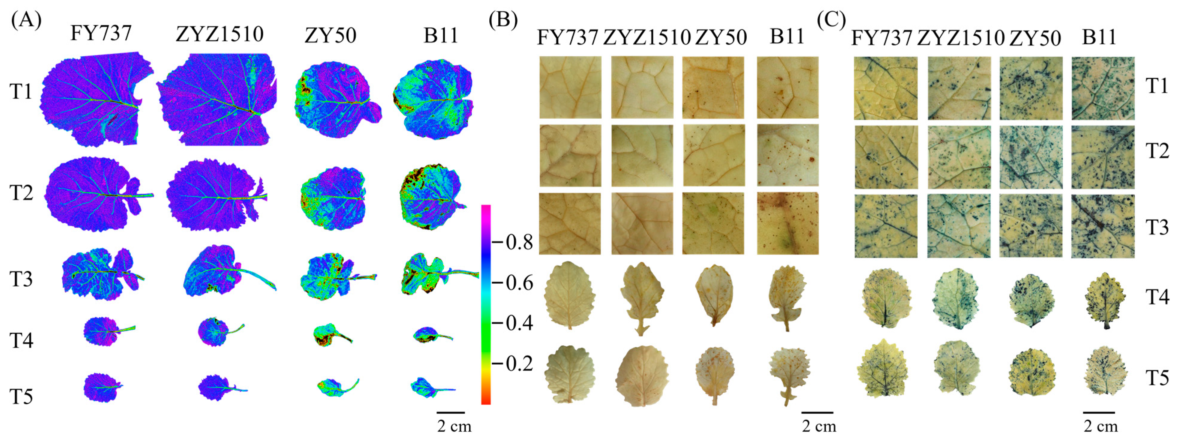 Antioxidants 12 01915 g004