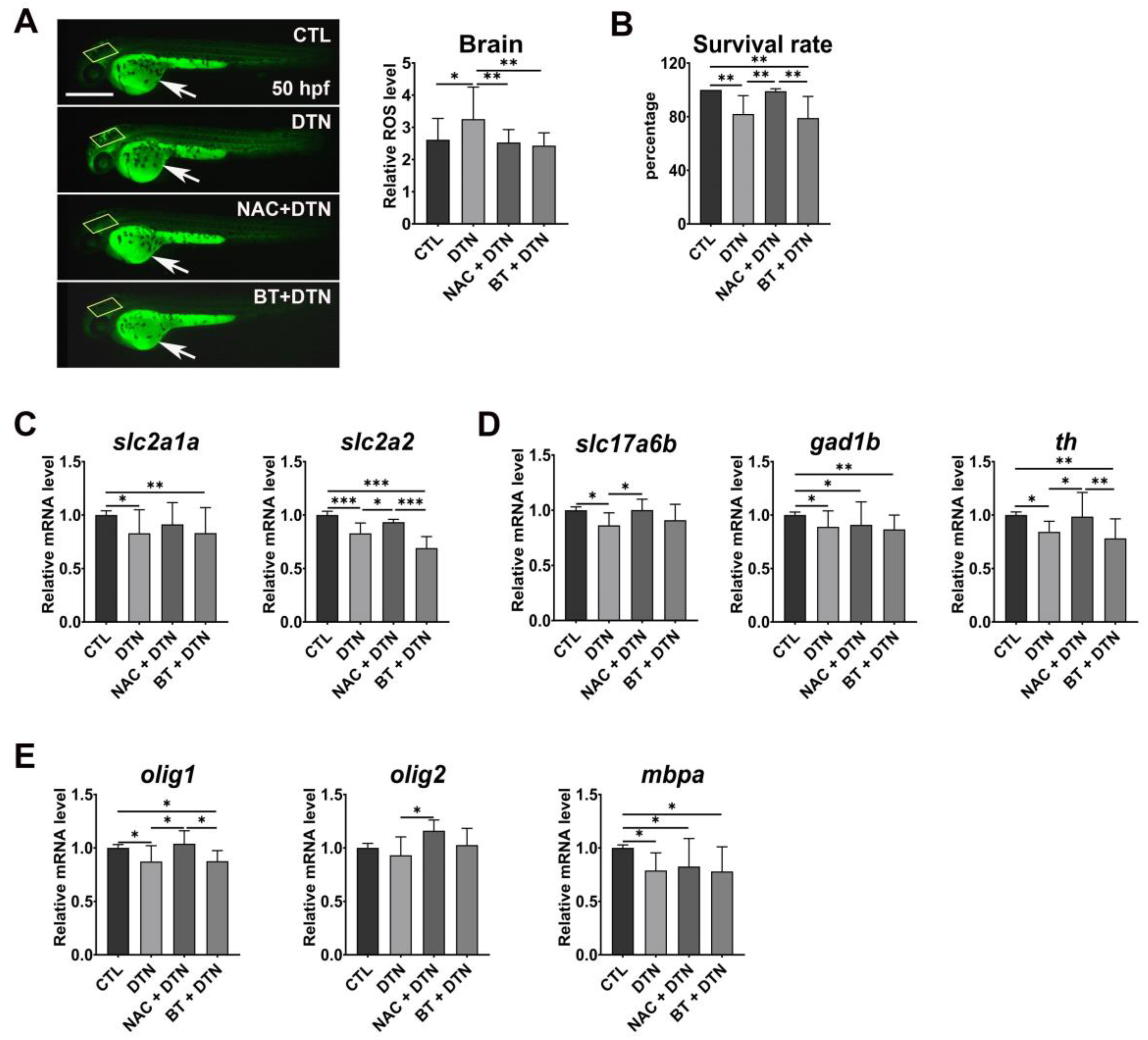 Antioxidants 12 01920 g005 Antioxidants 12 01920 g005