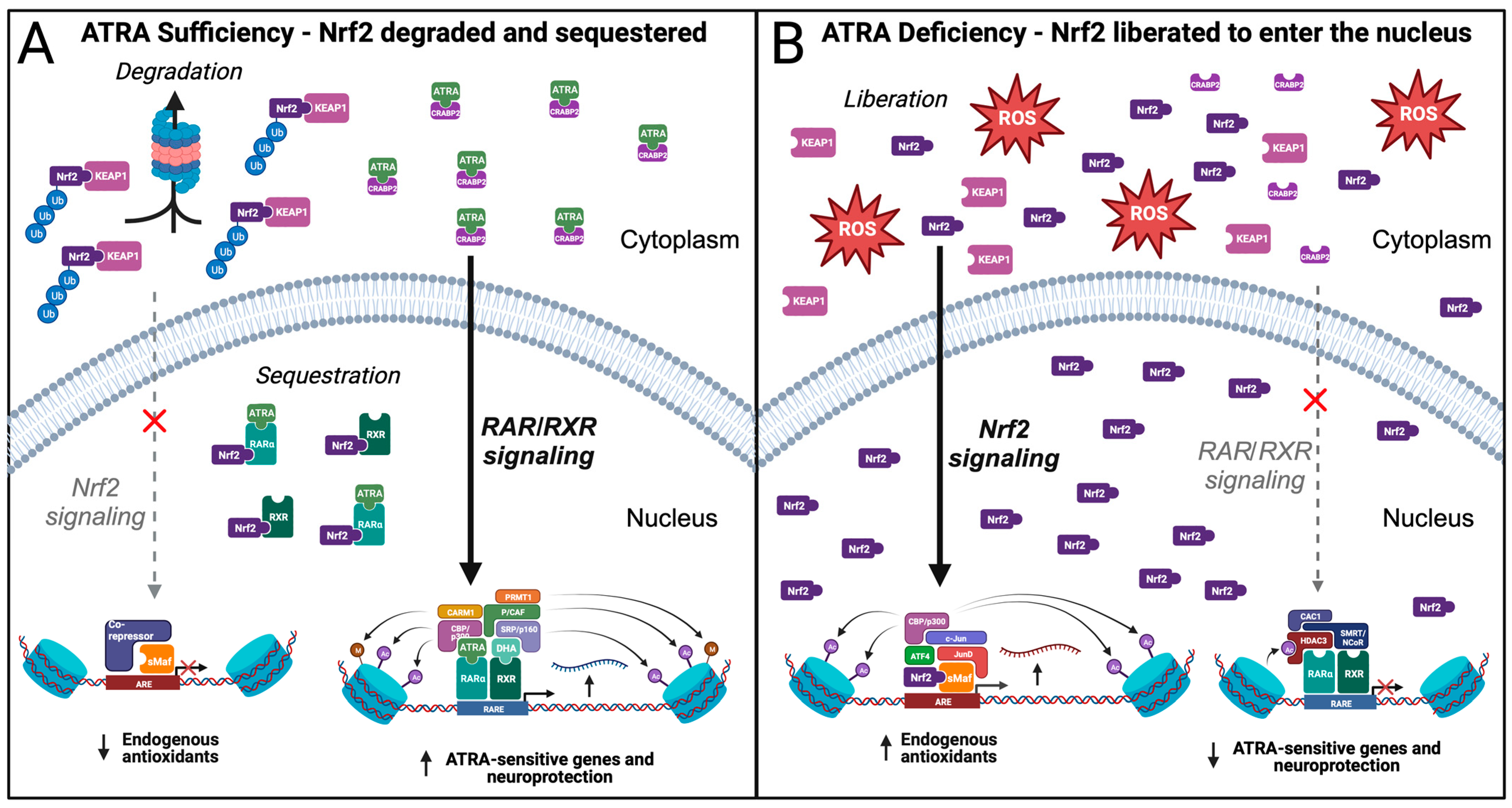 Antioxidants 12 01921 g003