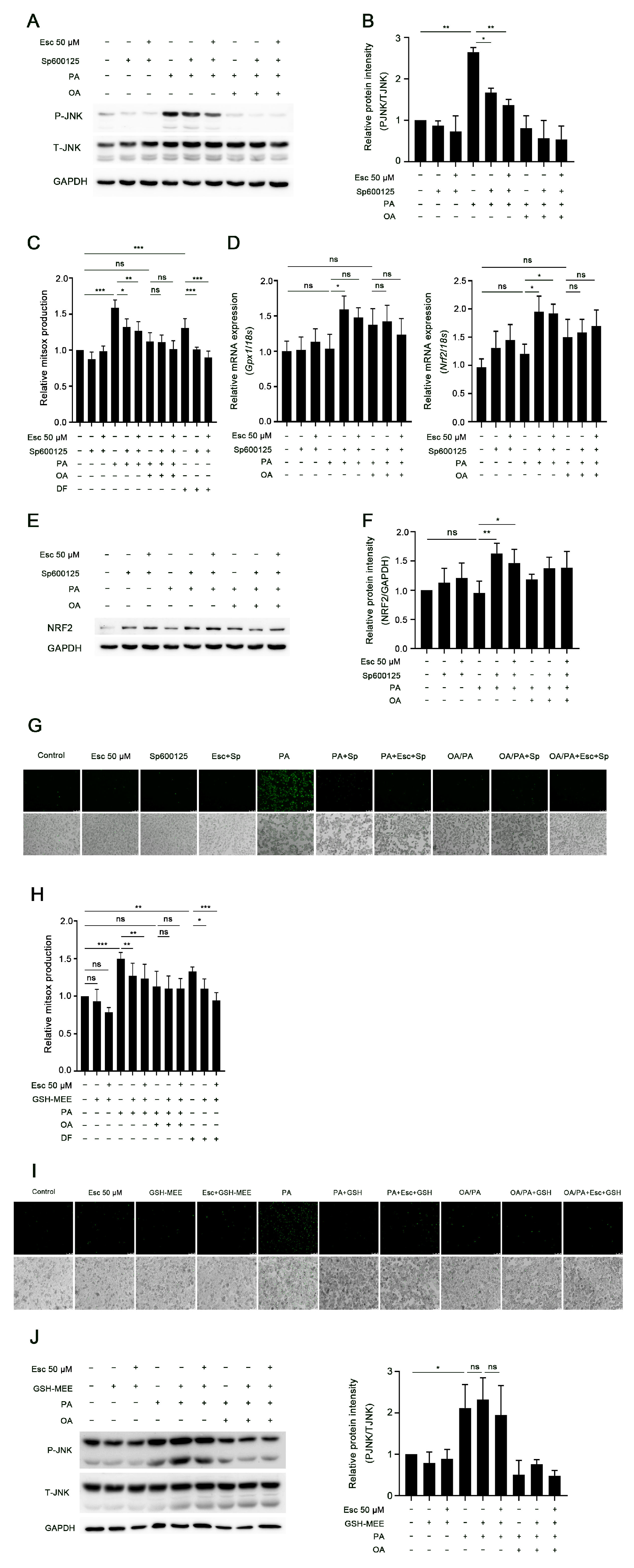 Antioxidants 12 01922 g004 Antioxidants 12 01922 g004