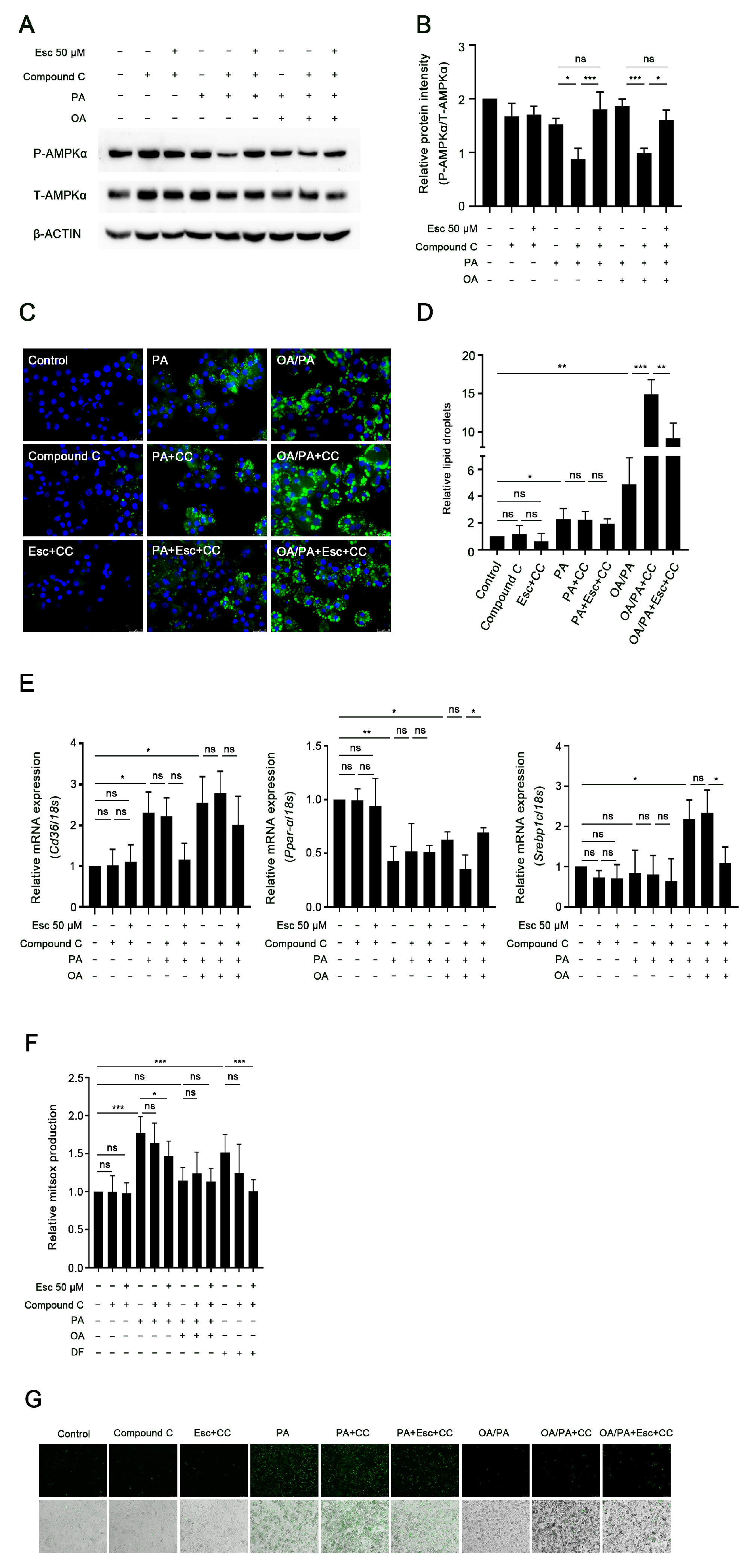 Antioxidants 12 01922 g007 Antioxidants 12 01922 g007