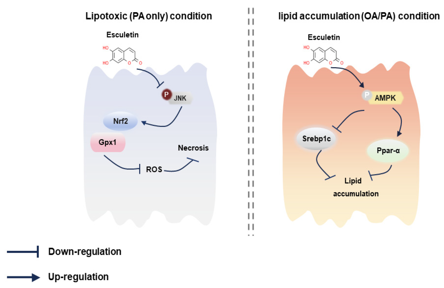 Antioxidants 12 01922 g008 Antioxidants 12 01922 g008