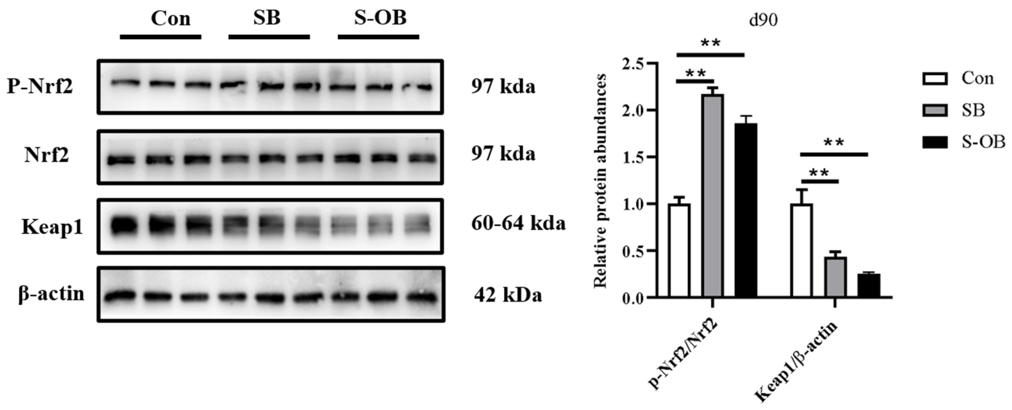 Antioxidants 12 01926 g005