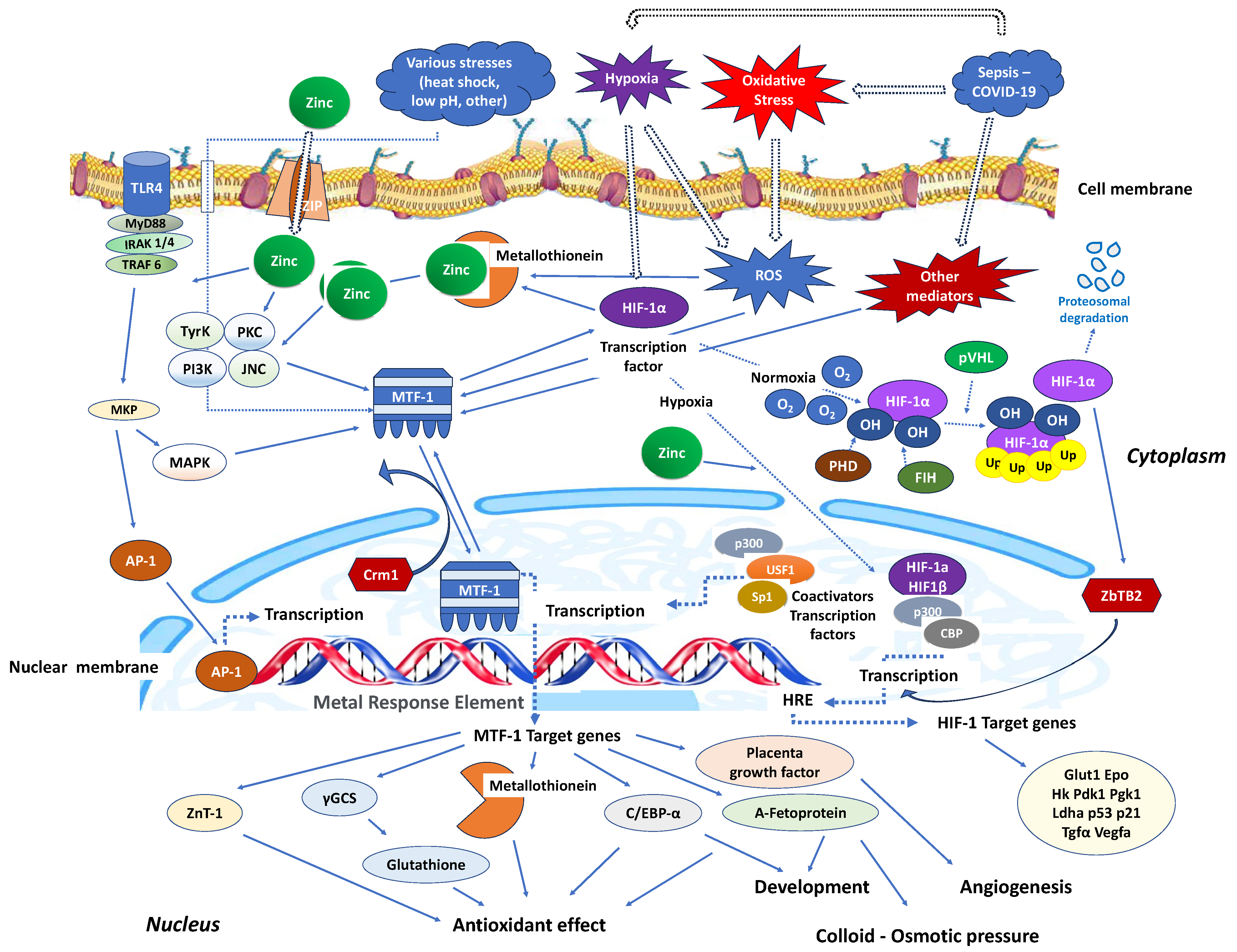 Antioxidants 12 01942 g002 Antioxidants 12 01942 g002