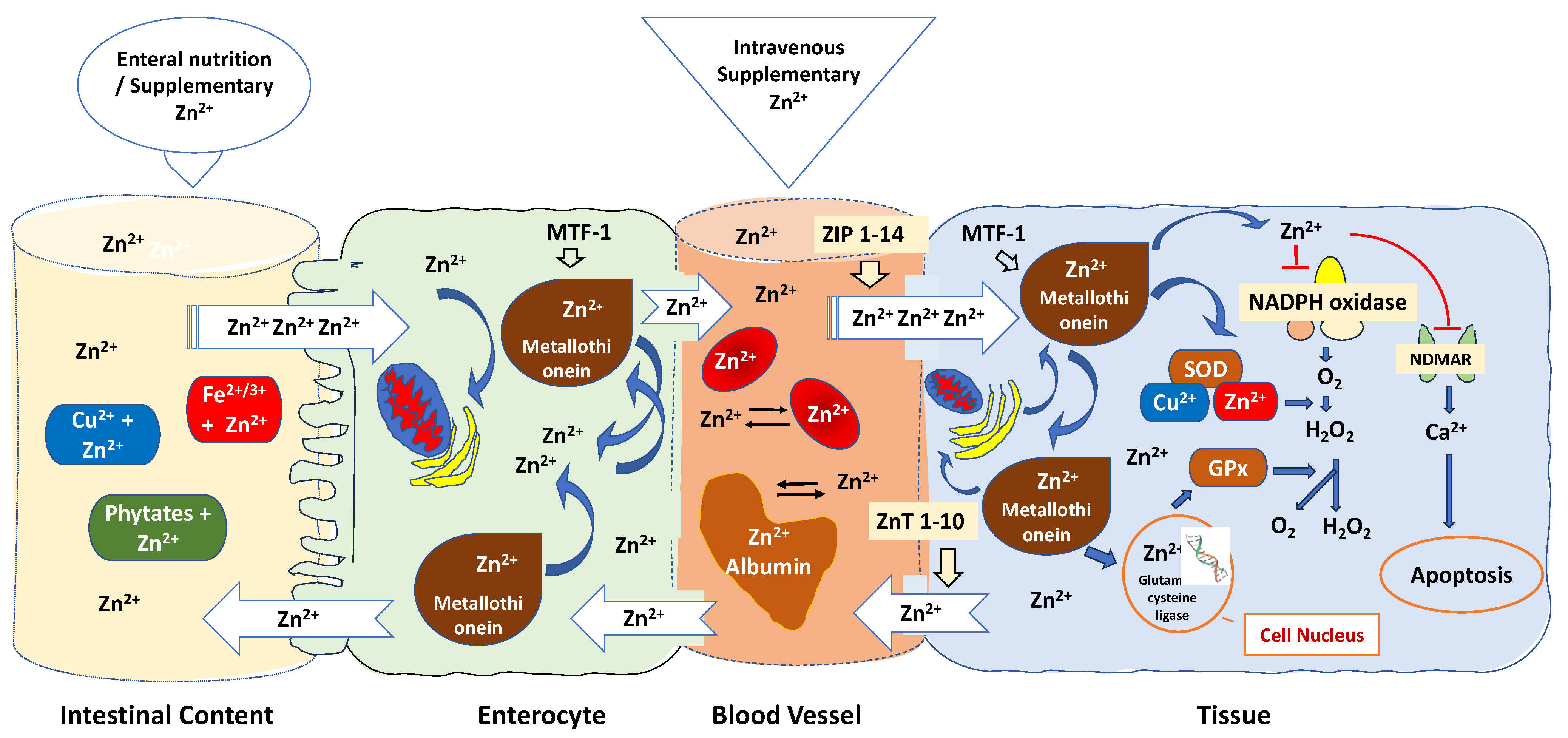 Antioxidants 12 01942 g003 Antioxidants 12 01942 g003
