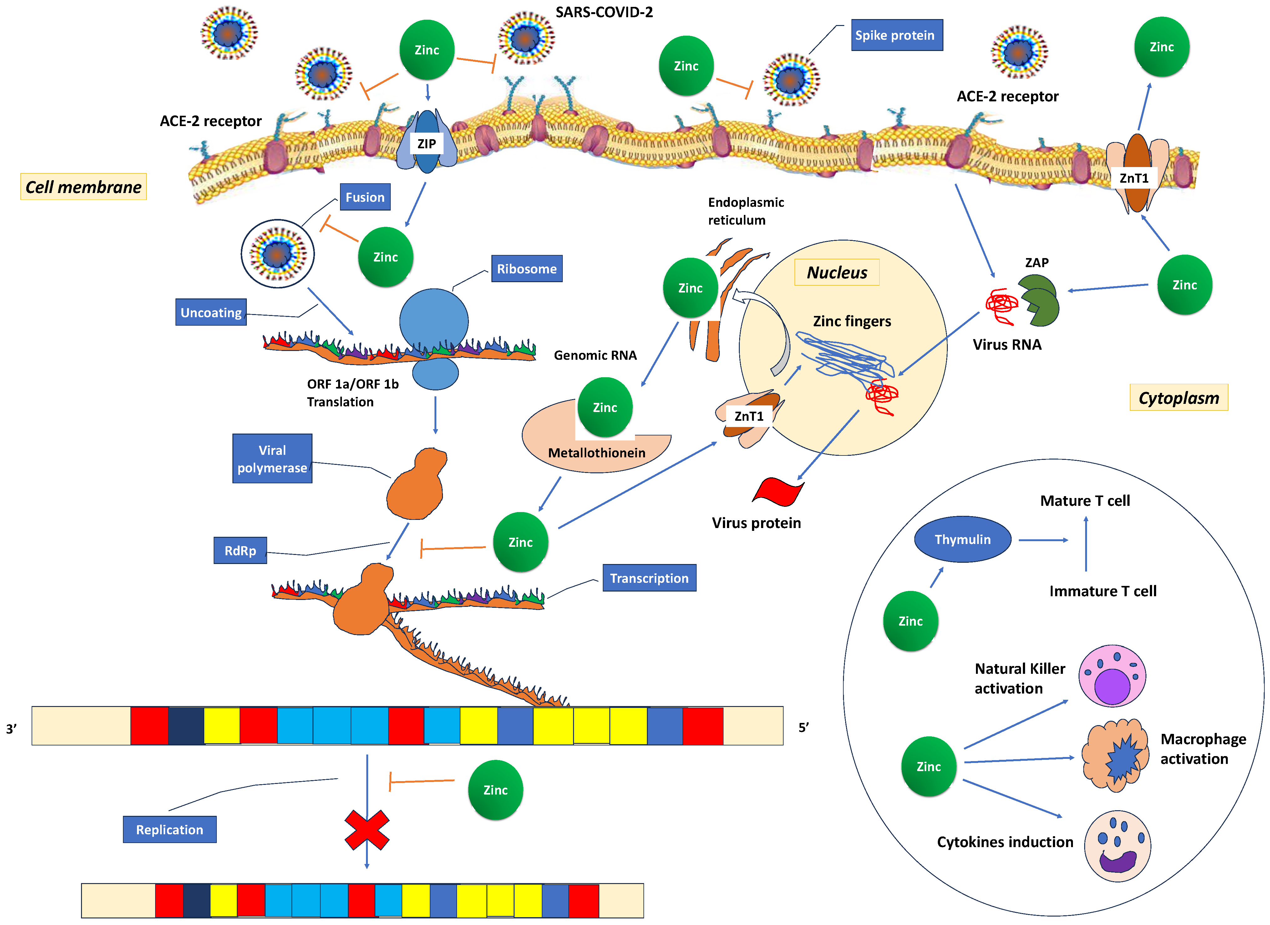 Antioxidants 12 01942 g004 Antioxidants 12 01942 g004